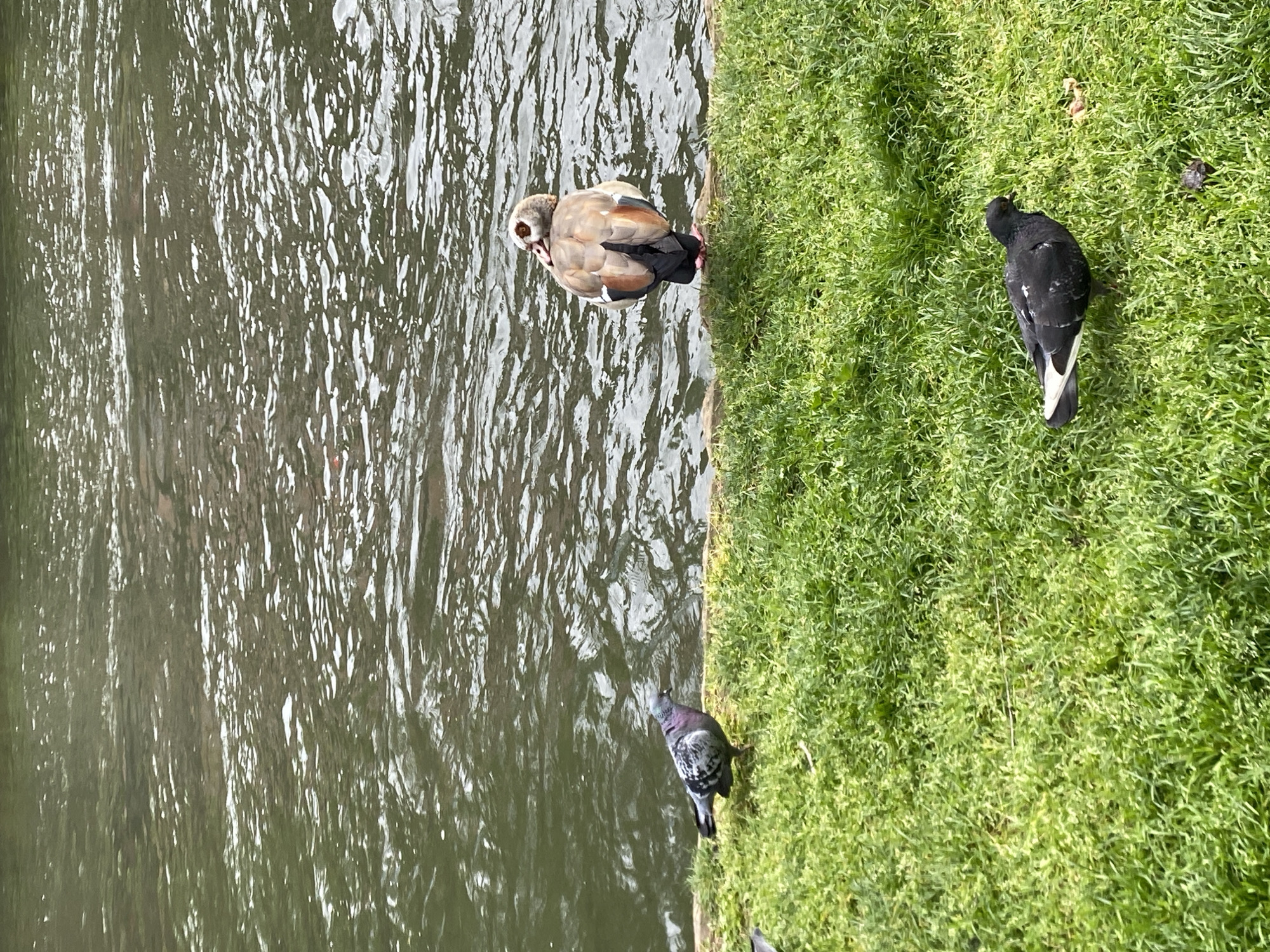 The image shows a section of the Quai des Bateliers in Strasbourg, France. A body of water, possibly the Ill River, fills the left side of the frame. Adjacent to the water is a grassy bank. On the bank are two pigeons and an Egyptian Goose (Alopochen aegyptiaca). One pigeon is near the water's edge, while the other pigeon and the goose are further onto the grass.
