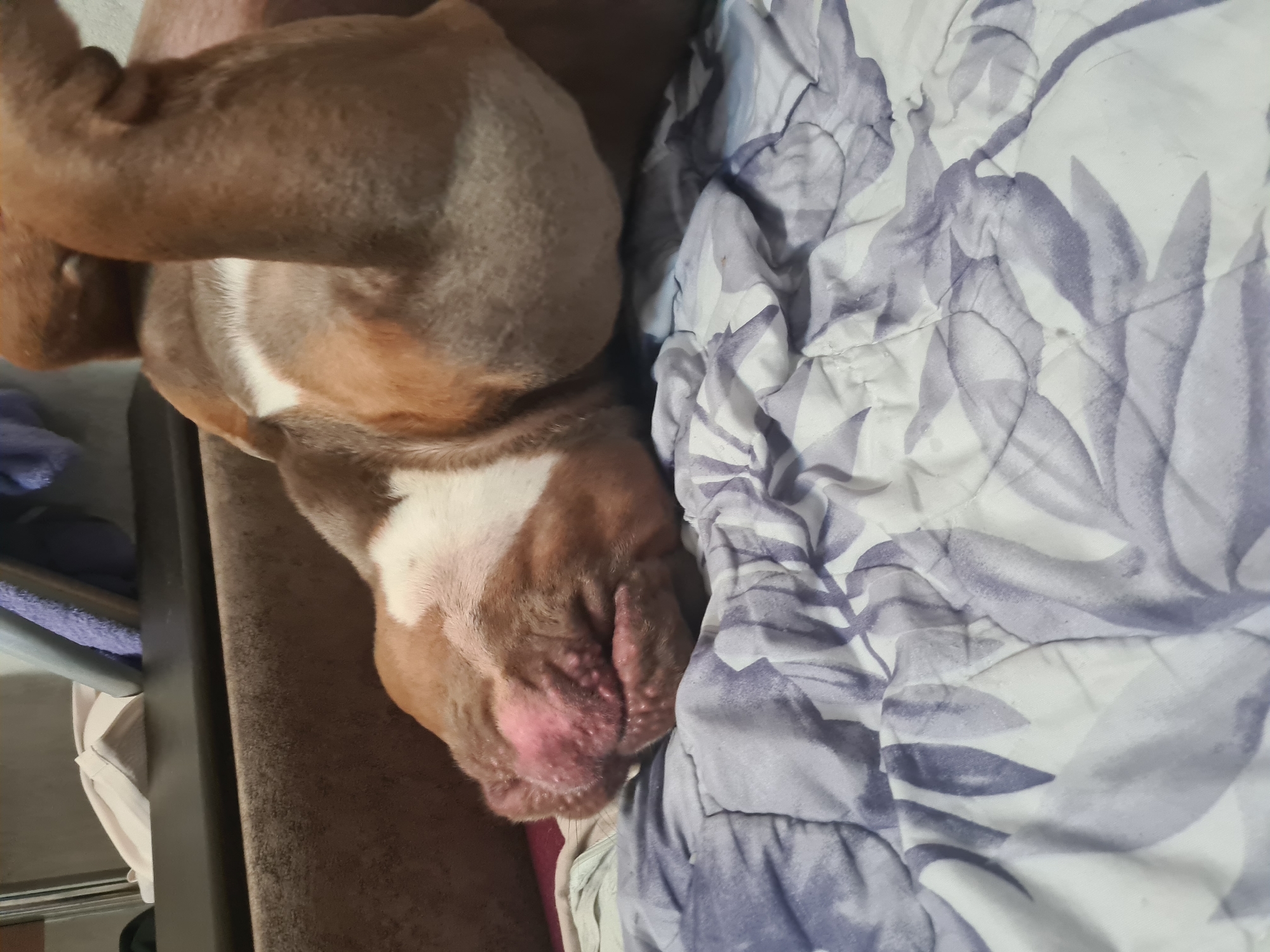 This image shows a brown and white dog sleeping on a couch next to a comforter with a purple floral pattern. The dog is lying on its side with its head resting on its paws. The comforter is bunched up and rumpled, and the dog appears to be comfortable. The scene is dimly lit, suggesting it may be nighttime or a cloudy day. There is no visible text in the image. The overall mood is one of peace and relaxation.