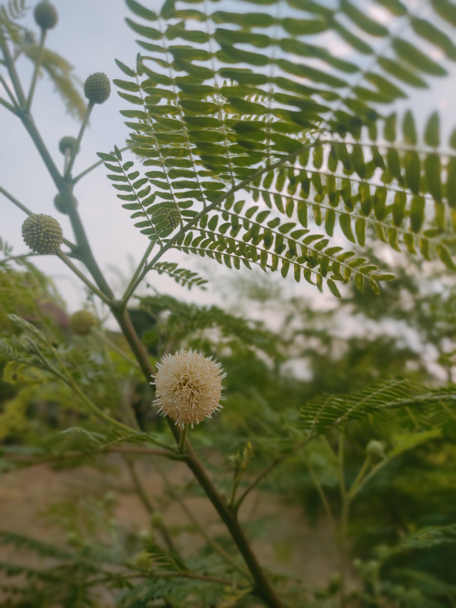 An outdoor, eye-level, full shot photograph captures a light-colored, round flower with thin, hair-like petals. The flower is on a thin, dark stem. The stem is attached to a larger branch, which is covered in feathery, green leaves. The background consists of more feathery green leaves and a light, overcast sky. The photograph was taken in the city of Duyung, Indonesia.