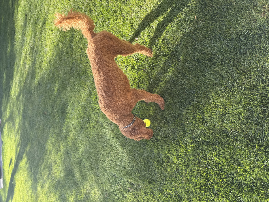 A single reddish-brown, curly-coated dog, identified as a possible Goldendoodle or Poodle, is positioned on a vibrant green grass lawn in Chula Vista, United States of America. The dog wears a black collar adorned with silver studs. Its head is lowered to the ground, engaging with a bright yellow tennis ball held near its muzzle, suggesting an action of sniffing or mouthing the ball. The scene is outdoors and well-lit by direct sunlight, casting distinct shadows across the grass. The background consists solely of more green grass, with faint, elongated shadows from unseen overhead or distant objects.