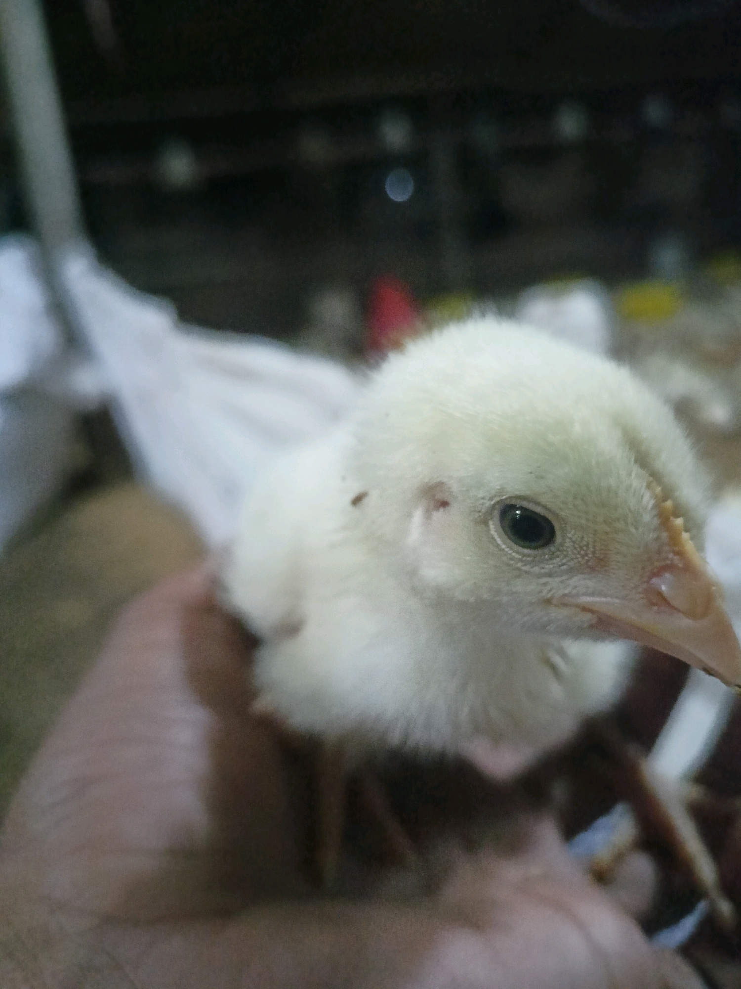 A close-up shot shows a young, light yellow chick being held in a person's hand. The chick is fluffy and has a small, dark eye and a yellowish beak. Part of the chick's wing, which is white, is visible to the left. The background is blurred and dark, with some out-of-focus objects that suggest an indoor setting, possibly a farm or poultry enclosure. The image does not provide any information about the specific location within Tando Adam, Pakistan.