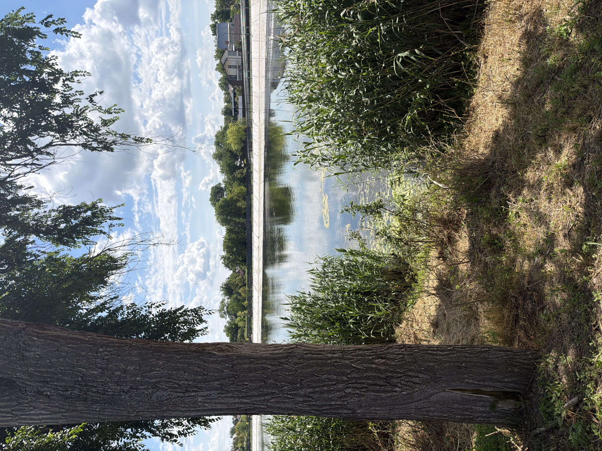 The image depicts a serene outdoor scene, likely in Leningradskaya, Russia, on a bright, cloudy day. The dominant subject is a large tree trunk in the foreground, its rough, textured bark taking up a significant portion of the frame. Beyond the tree, a body of water stretches horizontally, reflecting the sky and surrounding greenery. The water appears calm, with patches of yellow algae or vegetation on its surface.
On the far side of the water, a concrete embankment runs along the edge, with buildings and trees visible in the distance. The sky is filled with dramatic, fluffy white clouds against a clear blue backdrop, suggesting a pleasant, possibly warm, day. Lush green vegetation, including tall reeds or grasses, grows along the water's edge and on the bank in the foreground. The ground is covered in dry, sun-baked grass and smaller plants, with shadows indicating the time of day is likely mid-morning or afternoon.
No people or specific objects are clearly identifiable, and there is no visible text. The overall mood of the image is peaceful and natural, highlighting the beauty of the landscape with the strong presence of the tree and the tranquil water.
