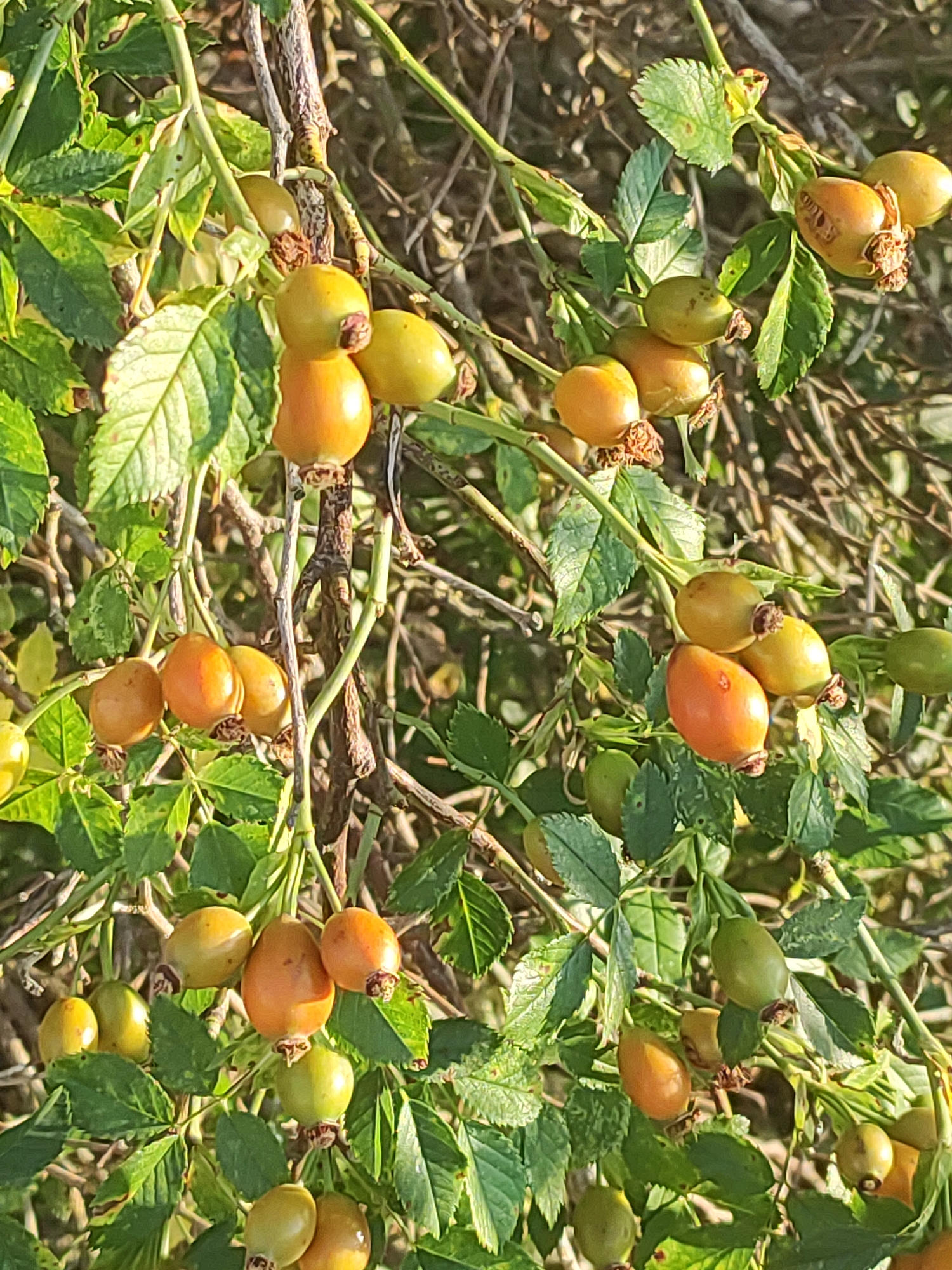 In the image, a cluster of rosehip fruits hangs from a shrub in Autillo de Campos, Spain. The rosehips are predominantly orange and yellow, with some still appearing green. They are clustered together on branches amidst green leaves. The background consists of dry, twiggy vegetation. The lighting suggests a sunny day.