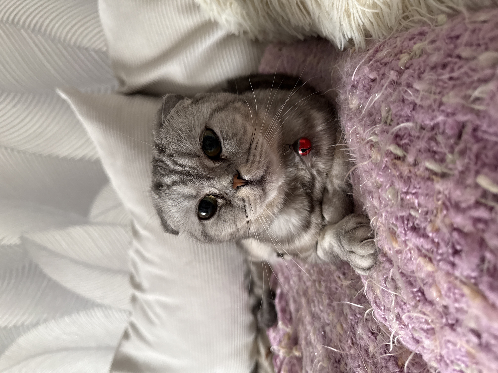 A close-up, high-angle shot captures a grey tabby Scottish Fold cat, its head tilted slightly to the right, looking directly at the camera. The cat has distinctive folded ears, large, dark, expressive eyes, and a small pinkish nose. It wears a slender red collar with a tiny red bell resting on its neck fur. Its patterned grey and black fur shows clear tabby markings, especially around its face.
The cat is nestled among soft textures. To its left, a light-colored, possibly white or cream, fabric with prominent ribbed or wavy patterns can be seen. Behind and above the cat's head is a fluffy, off-white or cream-colored fabric, resembling faux fur or a thick, soft blanket. To the cat's right and extending into the foreground is a chunky, textured purple or lavender knitted blanket or throw, with visible strands and fluffiness, providing a cozy contrast. One of the cat's paws is visible, gently resting on this purple blanket.
The lighting is soft and ambient, suggesting an indoor setting like a bed or sofa. The cat's expression is one of calm curiosity and contentment, giving the image a warm and inviting feel. There is no visible text in the image.