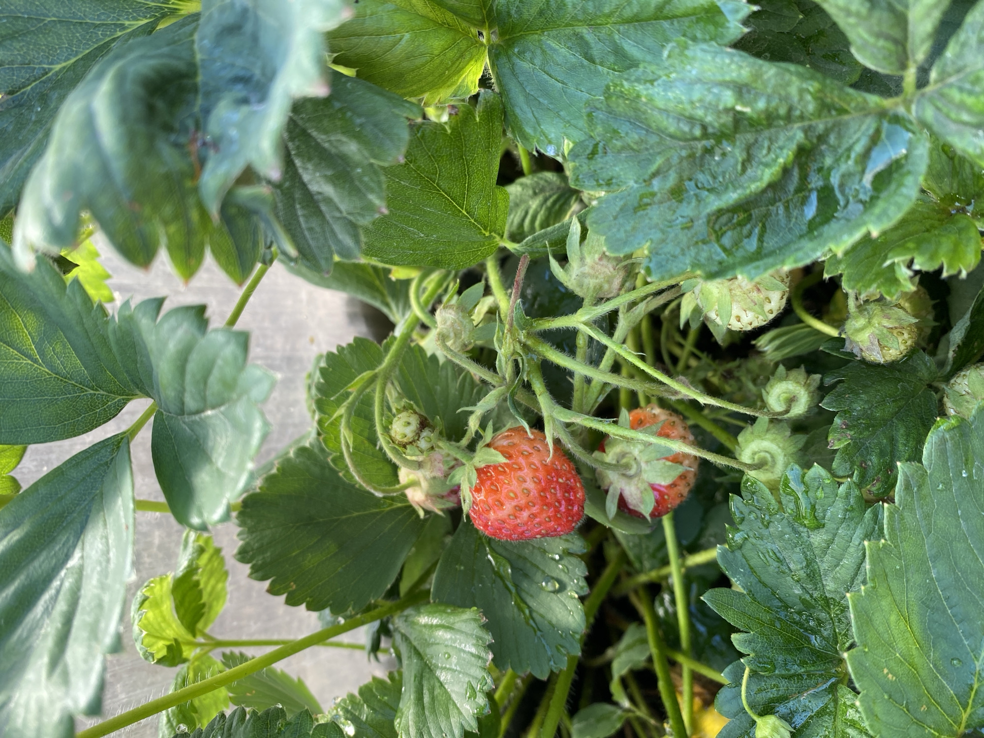 A close-up shot of a strawberry plant shows several ripe and unripe strawberries amidst lush green leaves. One ripe strawberry, a vibrant red with visible seeds, hangs prominently in the center of the frame. Below it, another partially ripe strawberry displays a reddish hue. Several unripe green strawberries, with their characteristic caps, are scattered around. Water droplets cling to the leaves, suggesting recent rain or watering. The background is blurred, with hints of green foliage and possibly a greenhouse structure. The scene is devoid of human presence and is set outdoors in a natural environment. There is no information in the image to indicate its location in the city of Qarqaraly, Kazakhstan.