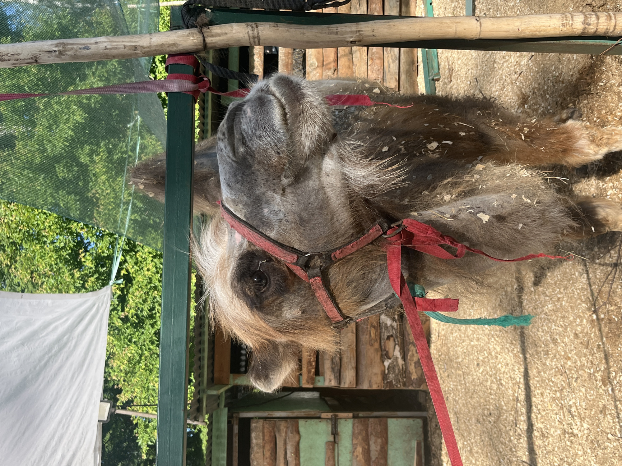 A close-up, eye-level, outdoor shot shows the head and upper body of a camel. The camel is facing towards the right side of the frame, with its mouth closed and its eyes partially shut. The camel is wearing a red halter with a green strap hanging from it. The background consists of a wooden fence, green netting, and trees. The ground is covered in wood chips. The scene is lit by bright, natural sunlight.