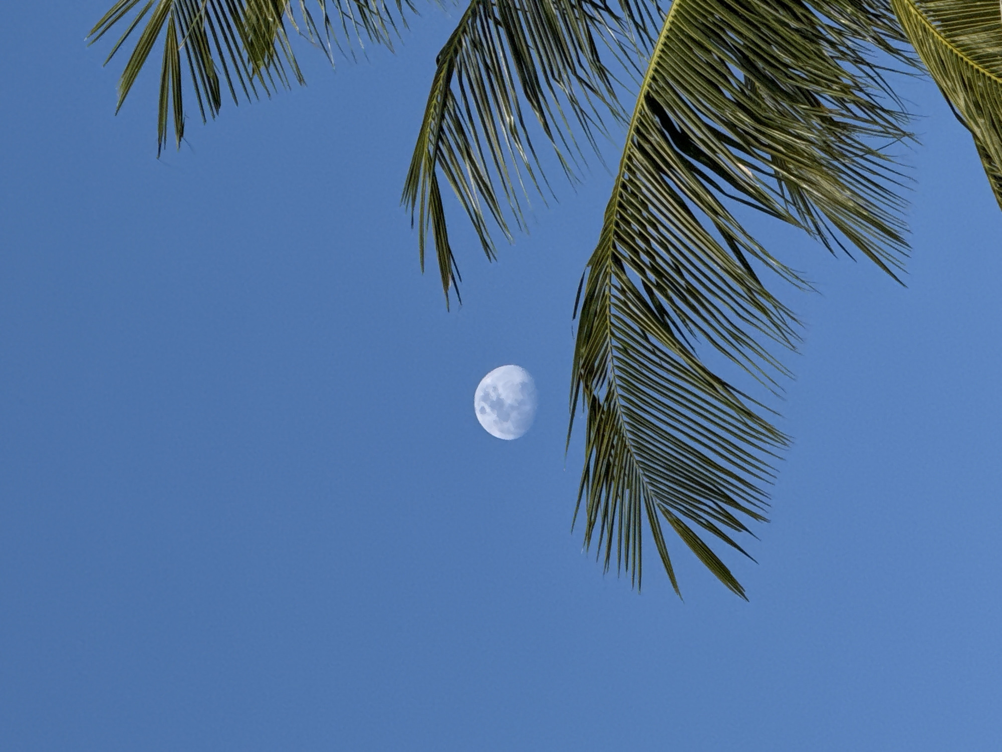 The image depicts a daytime scene with a bright blue sky in Baan Tai, Thailand. The moon is visible in the sky, positioned between two clusters of palm fronds in the upper half of the frame. The fronds are green and appear to be swaying slightly. There are no people or other objects visible in the image. The environment is clear and sunny.