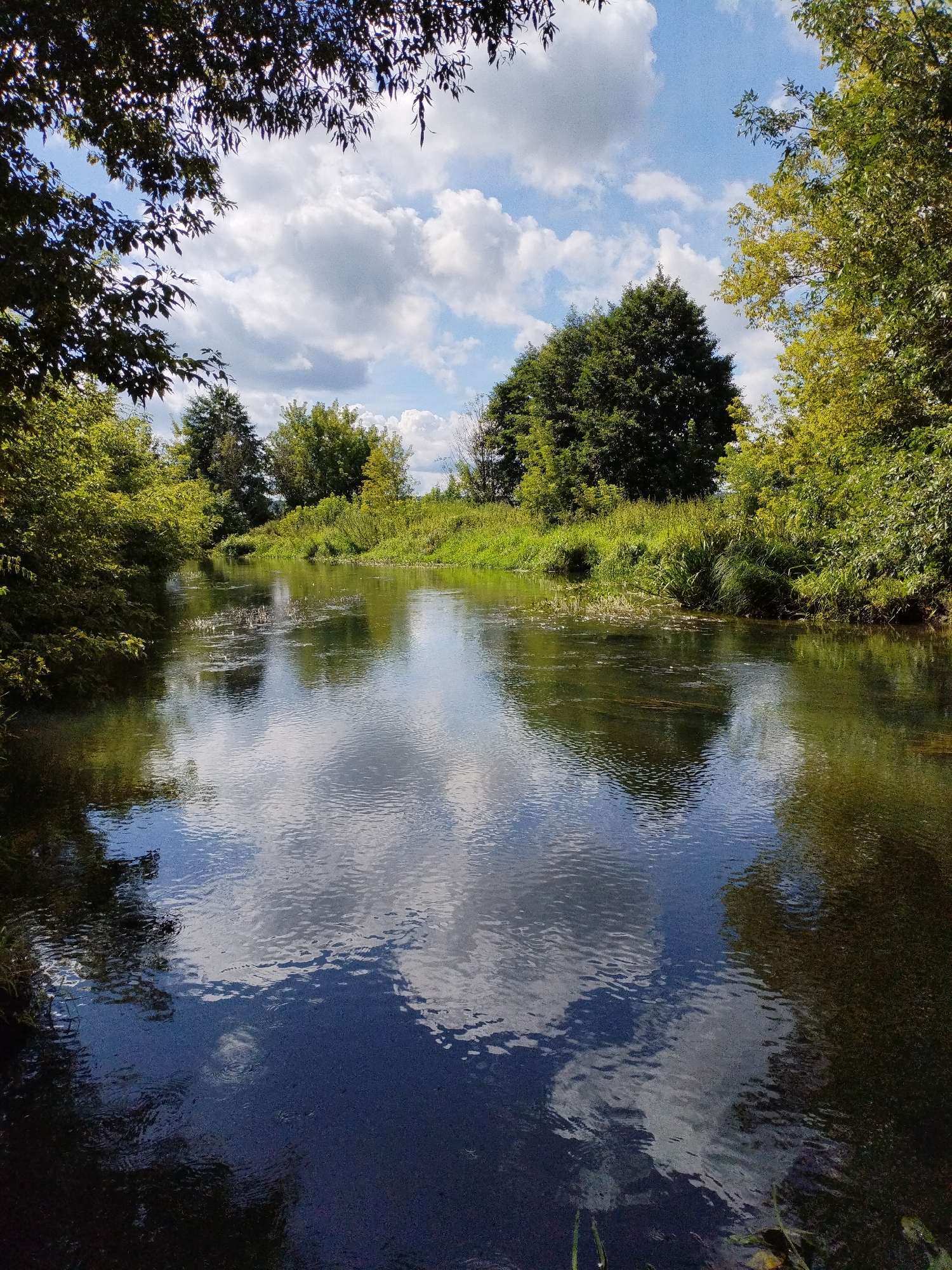 A vertical, medium shot captures a tranquil river scene on a sunny day in Bialynichy, Belarus. The river, reflecting the sky and surrounding foliage, flows gently through a lush, green landscape. The water is a deep, dark blue in the foreground, with lighter patches of reflected sky and clouds. Ripples on the water's surface break the reflections, indicating a light breeze.
The riverbanks are densely populated with trees and thick green vegetation. On the left bank, closer to the viewer, the branches of a large tree with dark green leaves partially frame the scene, creating a natural border. The right bank is lined with a vibrant mix of tall grasses and trees, with a backdrop of more trees further inland. These trees vary in color, with some displaying bright green foliage and others a darker green.
The sky above is a clear, bright blue, dotted with large, puffy white clouds that are also reflected in the river. The overall impression is one of serene, natural beauty. There are no people or animals visible in the image. The scene appears to be in a natural setting, likely a park or a rural area, given the abundance of trees and vegetation. The lighting suggests it is midday, with sunlight illuminating the scene from above.