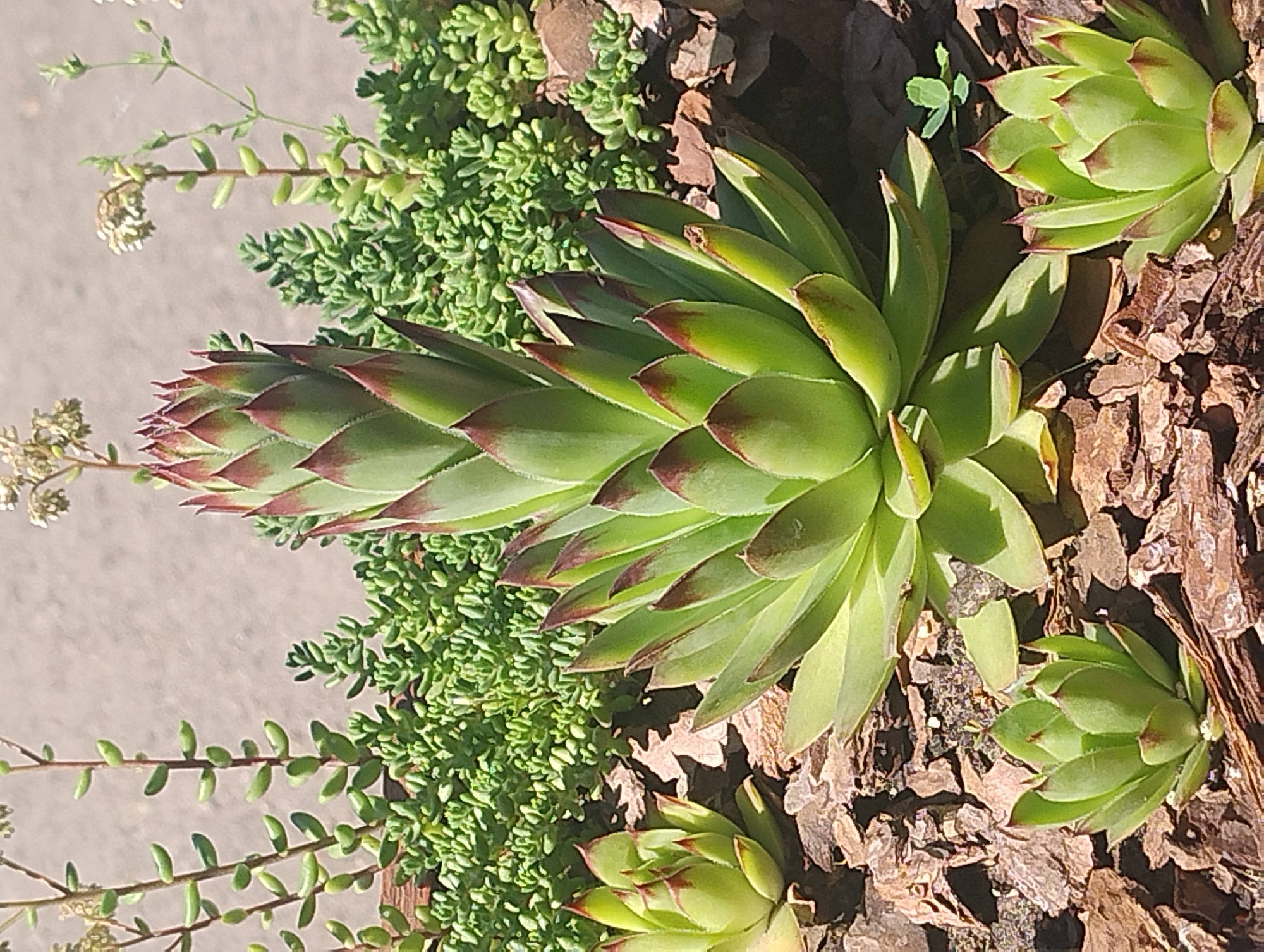 The image shows a close-up of a succulent garden. The main subject is a tall, spire-like succulent with green leaves tipped in reddish-brown. Surrounding it are smaller rosettes of the same type of succulent, as well as patches of smaller, denser green succulents. The plants are set in a bed of textured brown mulch, which appears to be bark chips. In the background, there is a blurred light-colored wall or surface and a few thin, dry stems with tiny white flowers. The scene is illuminated by natural light, casting shadows on the mulch. There are no people or animals visible in the image. The location is an outdoor garden.