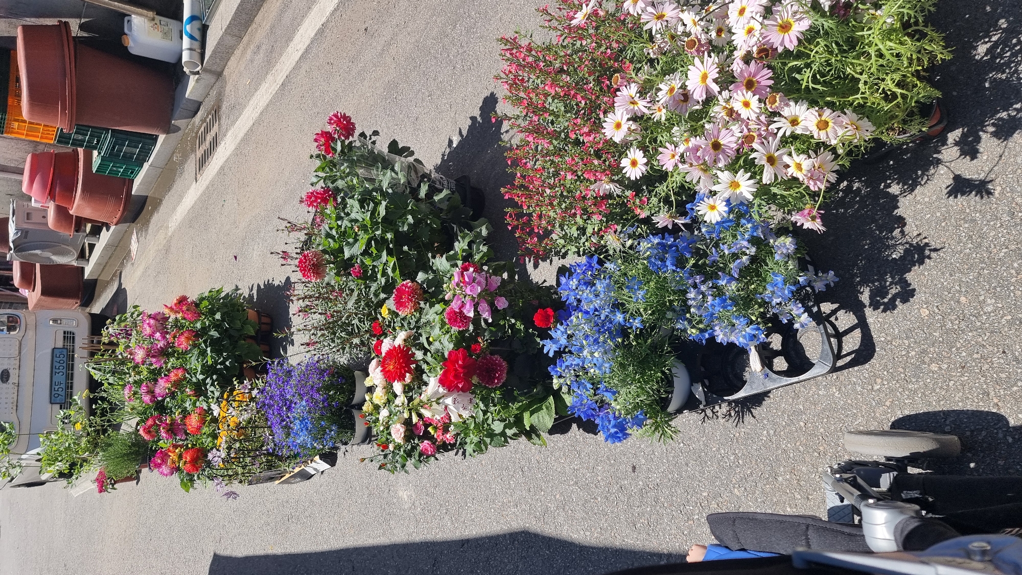 A street in Dunnae-myeon, South Korea features a row of potted flowering plants. Dahlias in shades of red and pink are visible among other flowers. The plants line the side of a paved street. Potted plants are stacked along the wall on the left. A vehicle is visible, with license plate "95두 3565". Sunlight casts shadows across the scene. A wheelchair is partially visible on the right.