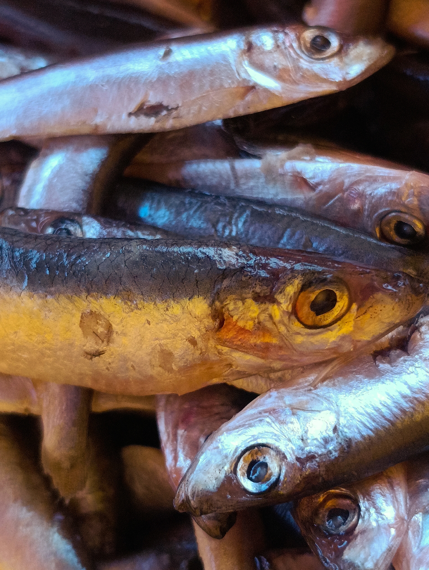 A close-up, medium-shot photograph shows a pile of small, silver-scaled fish, likely sardines or anchovies, heaped together. The fish vary in color, with some appearing more silver and others exhibiting dark blue-gray and gold tones. Their eyes are visible, featuring a dark pupil surrounded by a light-colored iris. The skin of the fish appears slightly damaged in places. The fish are stacked randomly, with some heads facing upwards and others obscured from view. The background is dark and indistinct, suggesting a contained space like a storage bin or display. There is no direct evidence to confirm the location as Shiroko pole, Bulgaria, or anything about the people, subjects, actions, and interactions.