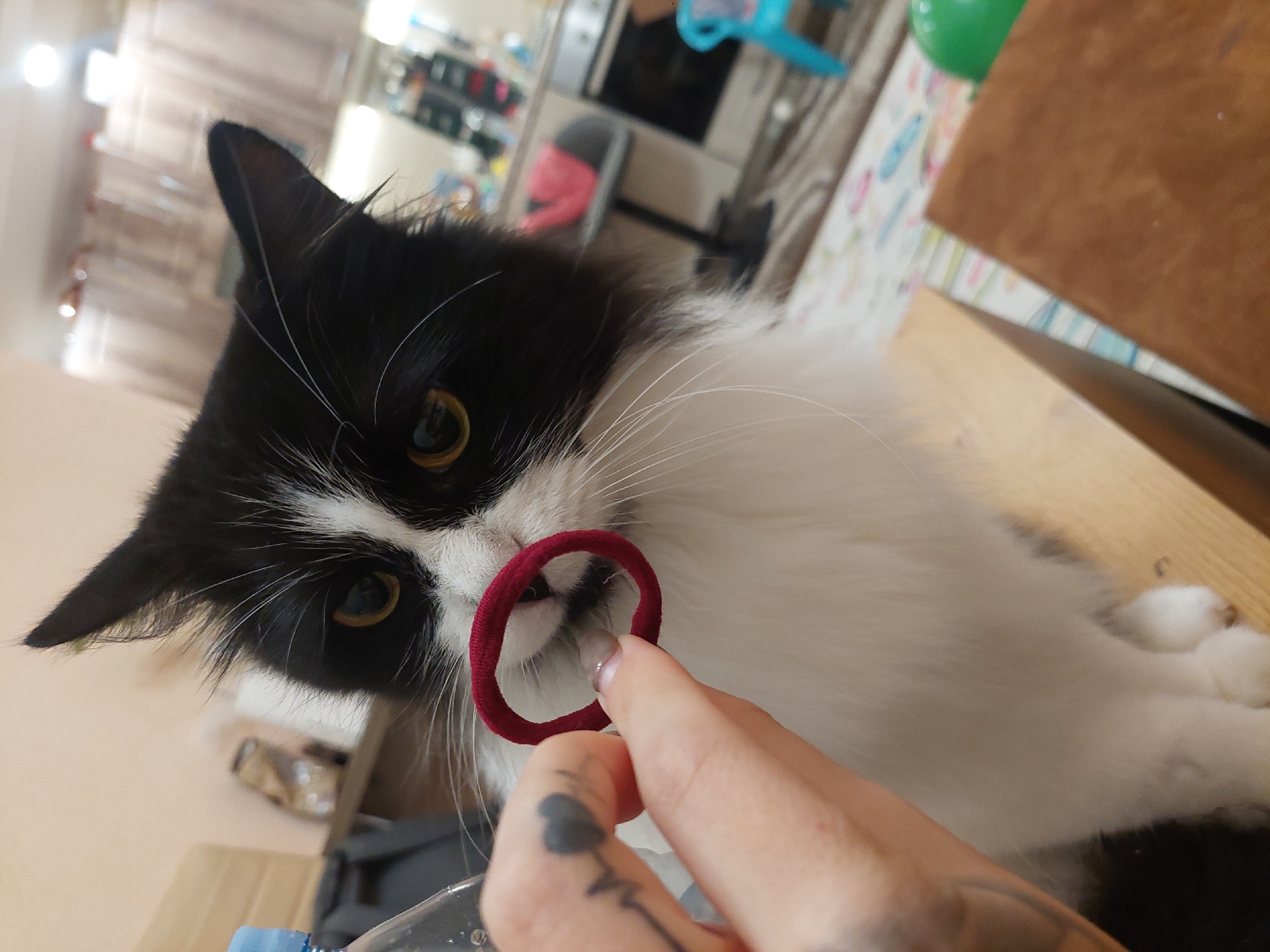A black and white long-haired cat is the central subject of this close-up, eye-level shot, interacting with a human hand indoors. The cat has bright yellow-amber eyes, black fur on its head and back, and prominent white fur on its face, chin, chest, and paws. Its long white whiskers are clearly visible, contrasting with its dark fur. The cat is looking directly at the camera with an alert and curious expression.
A human's hand, with a visible tattoo (possibly a dark heart shape) on the index finger, is holding a red, fabric-covered elastic hair tie directly in front of the cat's nose and mouth. The cat's muzzle is slightly open, suggesting it might be sniffing or attempting to bite the hair tie. The cat appears to be resting on a light-colored wooden surface, possibly a table.
In the blurred background, hints of a domestic indoor setting are visible. To the left, there's a light-colored wall with bright spots indicating light sources, and shelves with various items. Further back, elements of a kitchen or living area can be seen, including a stainless steel appliance (possibly a microwave or oven), a chair with a red back, and a blue plastic object. To the right, a patterned mat or tablecloth with light blue, green, and pink stripes or shapes is partially visible, along with a brown object that could be a cushion or furniture. A green balloon is also faintly seen in the upper right. Part of a clear plastic bottle or container is in the lower left foreground.
The image captures a playful interaction between the human and the cat. The time of day appears to be daytime, with adequate interior lighting. There is no visible text in the image. The setting suggests a home environment in Plovdiv, Bulgaria.
