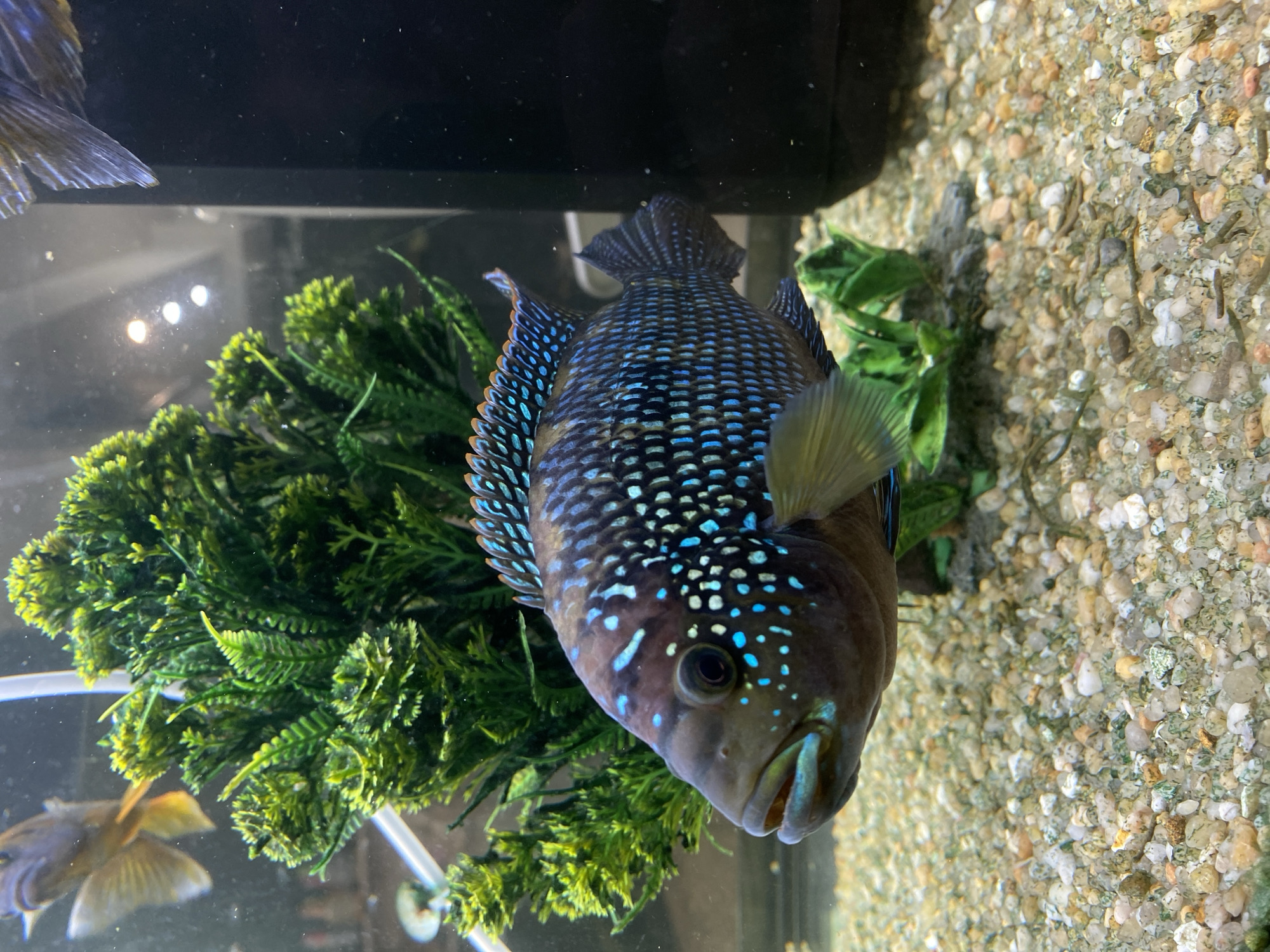 A close-up, slightly tilted image shows a fish in an aquarium. The fish has a dark body with blue spots. It is positioned near artificial green plants. The aquarium gravel is a mix of small, tan and white pebbles. Another fish is partially visible in the background. The scene appears to be indoors, likely a home or pet store. There is no information to infer the location is Pleven, Bulgaria.