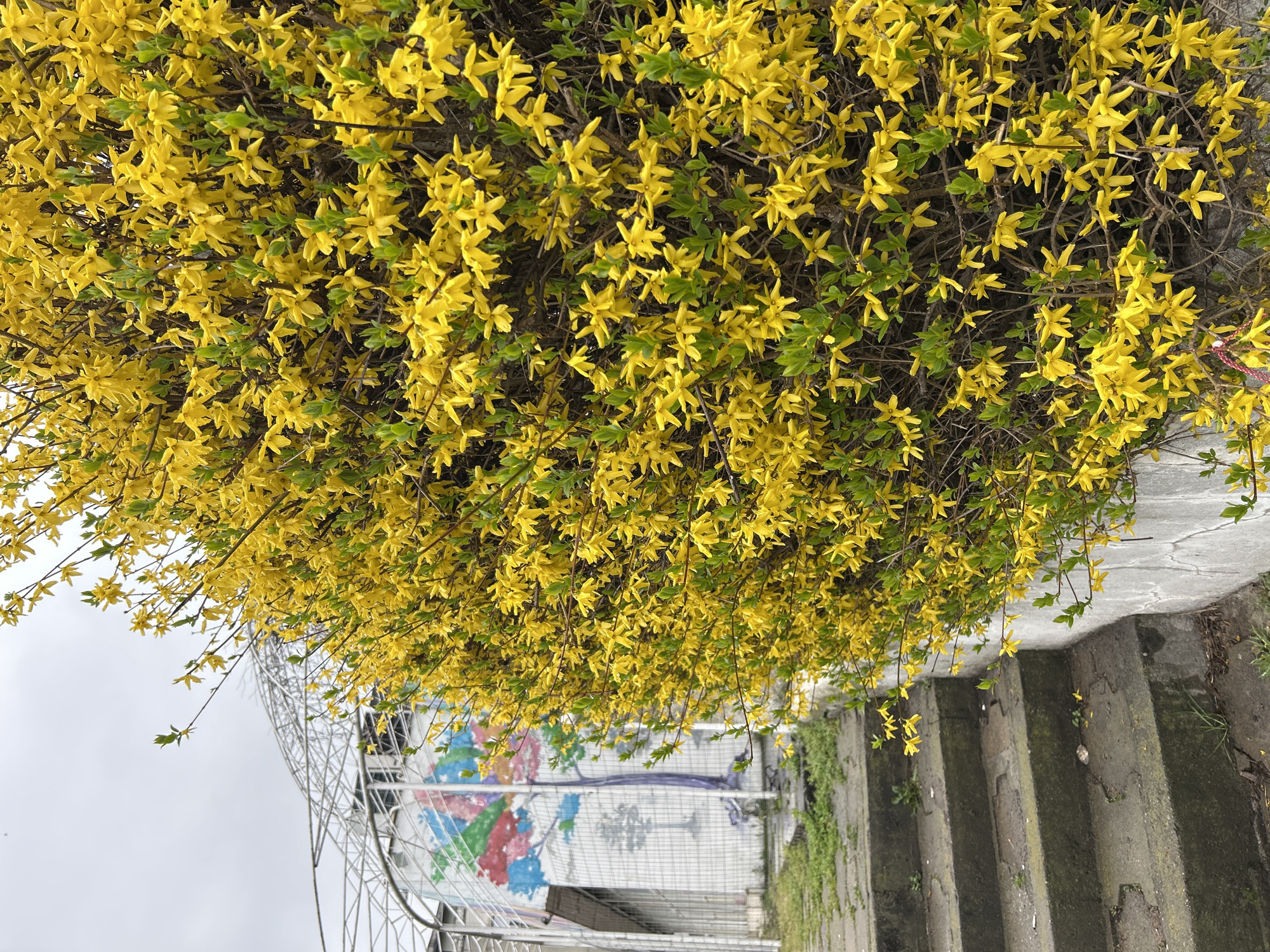 The image presents a view from an elevated position looking downwards onto a staircase in what appears to be an urban or park setting in Plovdiv, Bulgaria. The focal point is a dense bush laden with bright yellow forsythia blossoms cascading over a stone wall. The staircase is constructed of weathered concrete. In the background, a portion of a metal structure is visible, along with a wall decorated with what may be a mural, though details of the artwork are obscured. The sky is overcast, indicating possible light weather conditions. No people are present in the frame. The overall scene is a blend of natural elements and urban infrastructure.