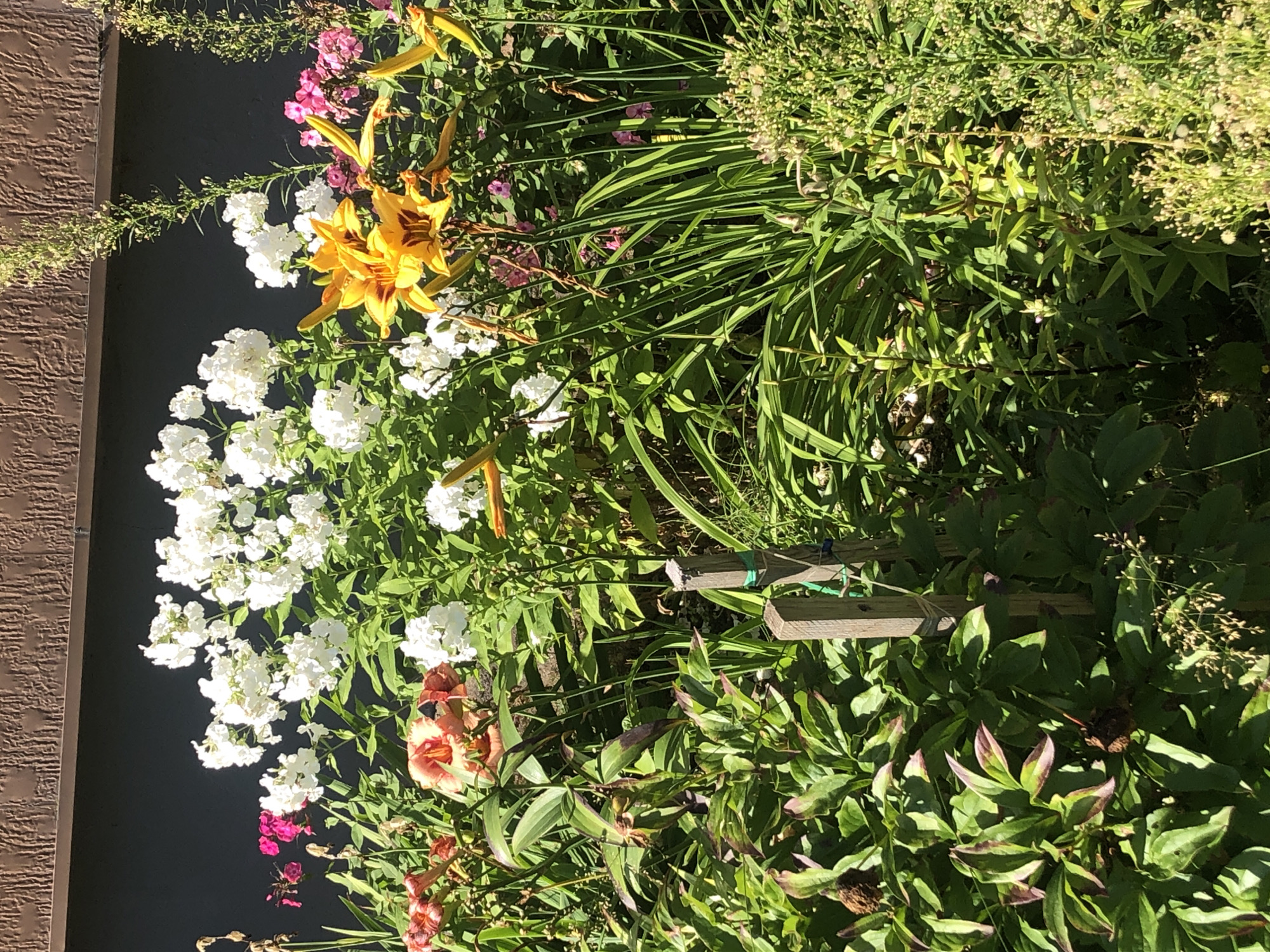 The image depicts a sunlit garden bed featuring a variety of flowering plants. Prominent are clusters of white phlox and bright yellow daylilies. In the foreground, lush green foliage, possibly from peonies, dominates, with some leaves showing reddish-brown edges. Two weathered wooden stakes are visible in the center, connected by a green string. The garden is backed by a dark, textured wall, likely part of a building. The scene is bathed in sunlight, casting shadows and highlighting the vibrant colors of the flowers and greenery. The location is identified as Khimki, Russia, suggesting an outdoor, residential or public garden setting. There are no people or animals visible in the image.