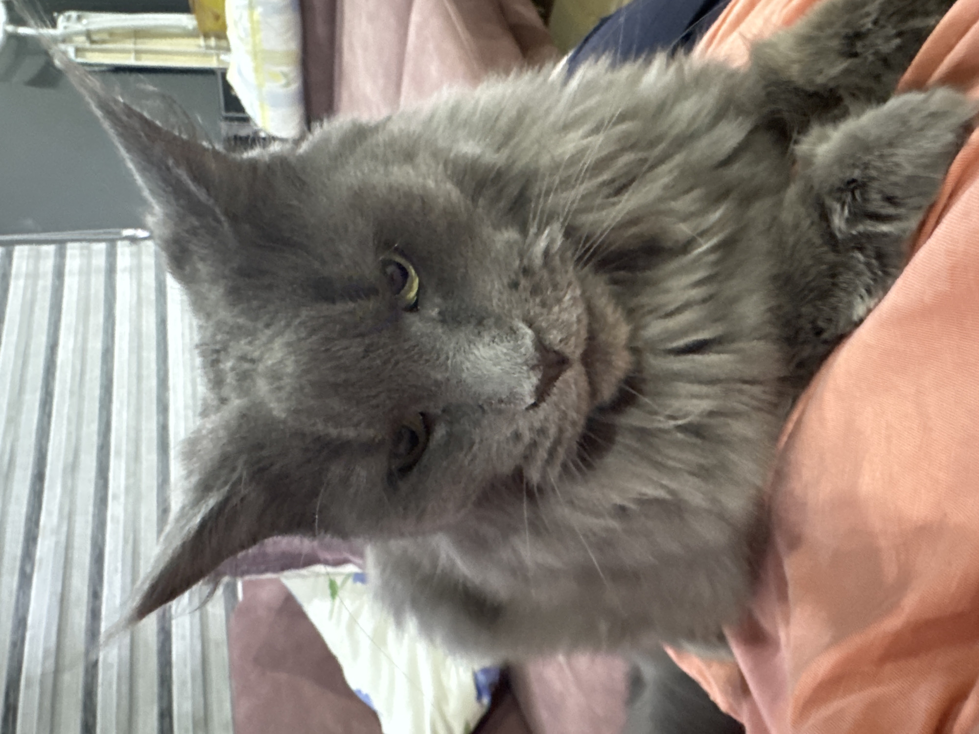 A close-up, eye-level shot captures a fluffy, grey Maine Coon cat sitting on an orange fabric surface, likely clothing or upholstery. The cat's fur is long and thick, with its ears pointed upwards. Its face is angled slightly downwards, with its yellow eyes looking forward. The background is softly blurred, showing hints of a couch with patterned pillows and a striped wall, suggesting an indoor setting. The specific location in Gölbaşı, Turkey, cannot be determined from the visual information provided.