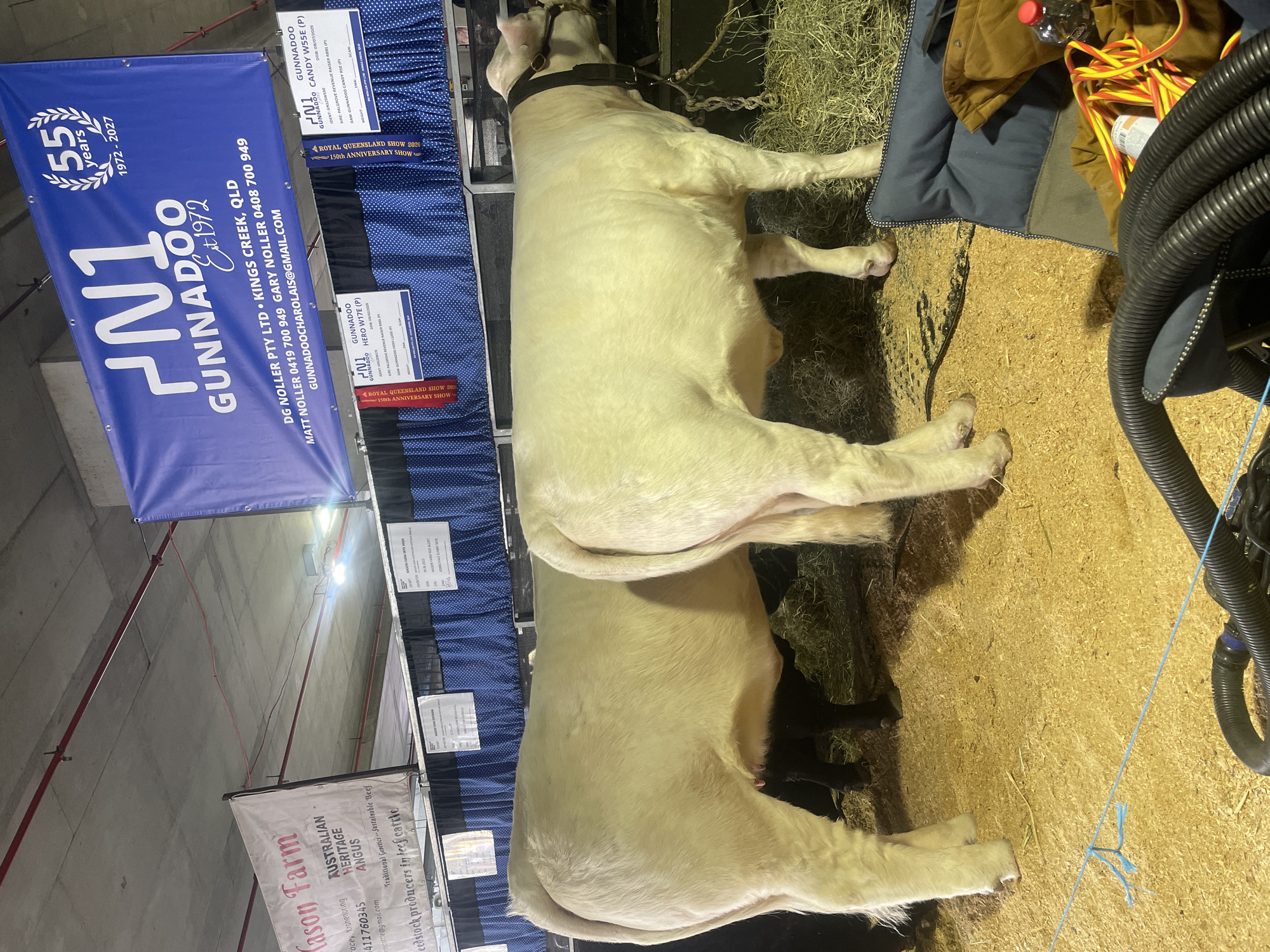 This image depicts an indoor livestock exhibition, likely at the Brisbane Showgrounds in Bowen Hills, Australia, as suggested by the event banners. The foreground features two large, light-colored cattle standing in a pen filled with wood shavings and hay. The cattle have halter leads and appear to be groomed for a show. Behind them, a blue and white banner with "N1 GUNN ADOO Est 1972" and "55 years 1972-2027" is prominently displayed, along with contact information. Smaller red ribbons and white informational cards, some bearing the "N1 GUNN ADOO" logo, are attached to the blue backdrop curtain. To the left, a partially visible banner for "Mason Farm" is present. In the lower right corner, a dark blue camping chair with a brown jacket and a water bottle resting on it is visible. Electrical cords and a vacuum hose are also present in the foreground, suggesting a setup for cleaning or exhibition purposes. The lighting suggests an artificial indoor environment.