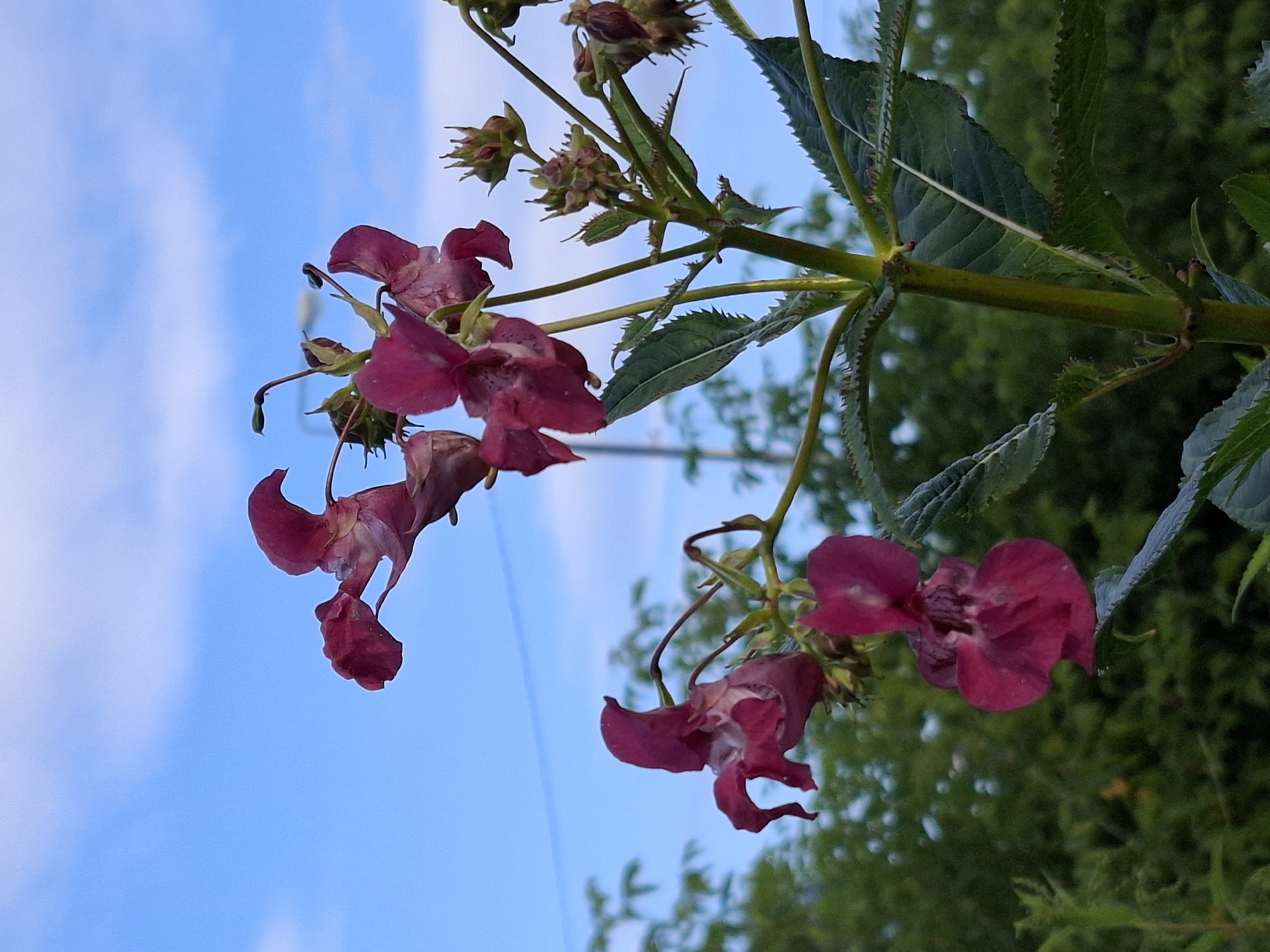 This is a close-up, low-angle, outdoor shot of several impatiens glandulifera flowers, commonly known as Himalayan Balsam, against a bright blue sky with scattered white clouds. The flowers are a deep magenta color and have a unique, intricate shape with spurred petals and drooping hoods. They are attached to a thick, green stem with serrated leaves. In the background, a blurred expanse of lush green foliage is visible, suggesting a natural setting. The lighting suggests it is daytime. The image is sharp and well-focused on the flowers. No people or actions are depicted. The location is described as Unknown, Unknown.