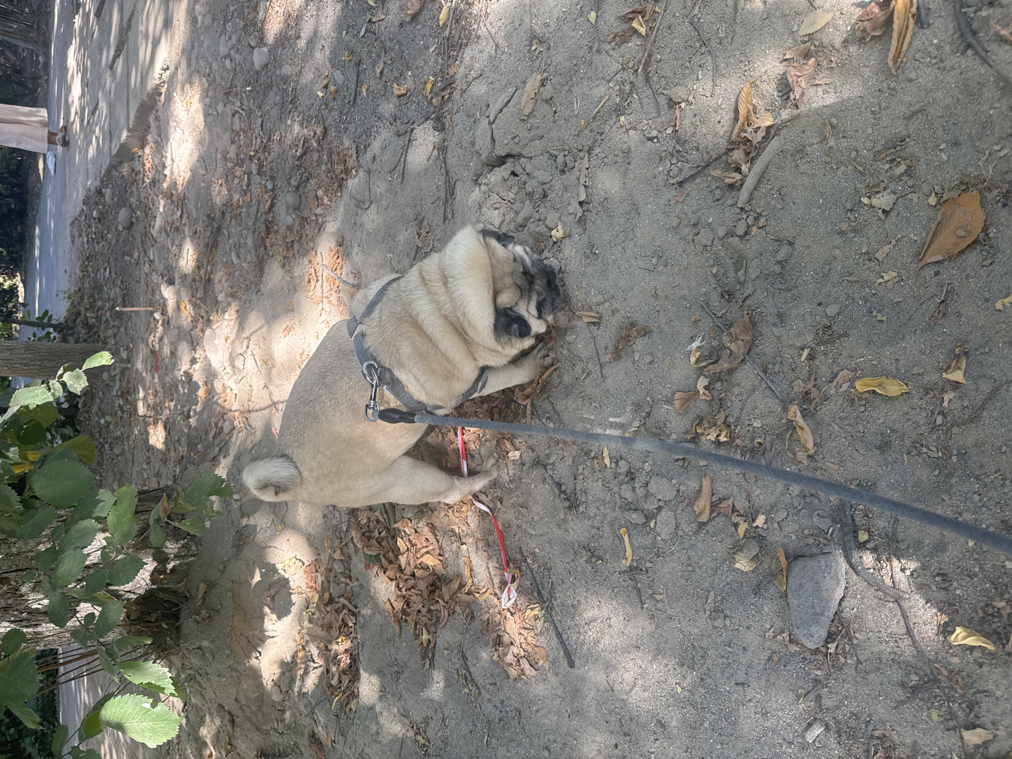 A light-colored pug dog with a black harness is sniffing the ground on a dirt path next to a tree. The dog is on a leash. There are dry leaves scattered on the ground. In the background, a person in a light-colored garment is walking on a paved sidewalk. The scene appears to be in Bishkek City, Kyrgyzstan.
