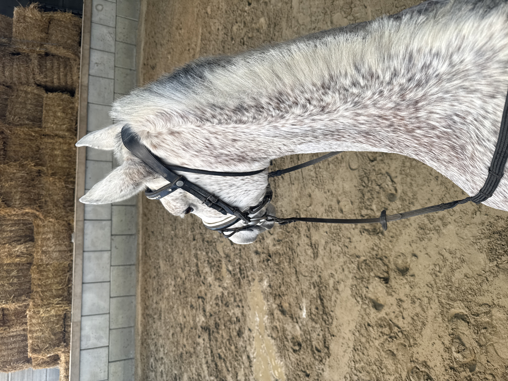 A close-up, head-and-shoulders shot shows a gray and white dapple horse wearing a black bridle. The horse is indoors, possibly in a stable or riding arena. Behind the horse on the left are stacks of hay bales against a concrete wall. The ground is a dirt surface, likely sand or soil, with visible hoof prints. The photo might have been taken in Estaimpuis, Belgium, given the prompt.