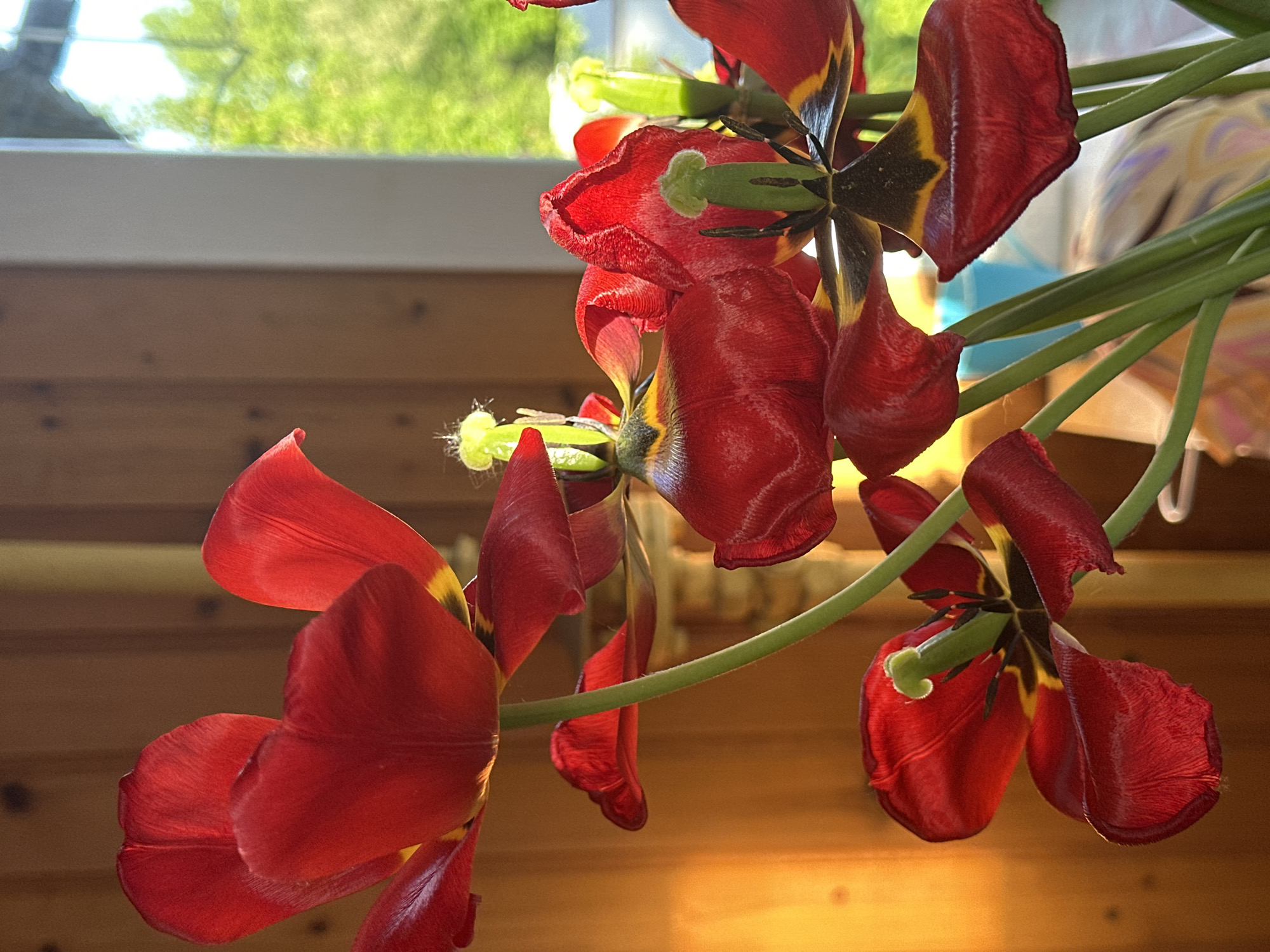 The image depicts a close-up view of wilting red tulips indoors. The flowers are past their prime, with drooping petals and exposed stamens. A window is visible in the background, revealing a blurred view of greenery. The interior features wood paneling. There is no information to confirm that the image was taken in Nizhny Novgorod, Russia.