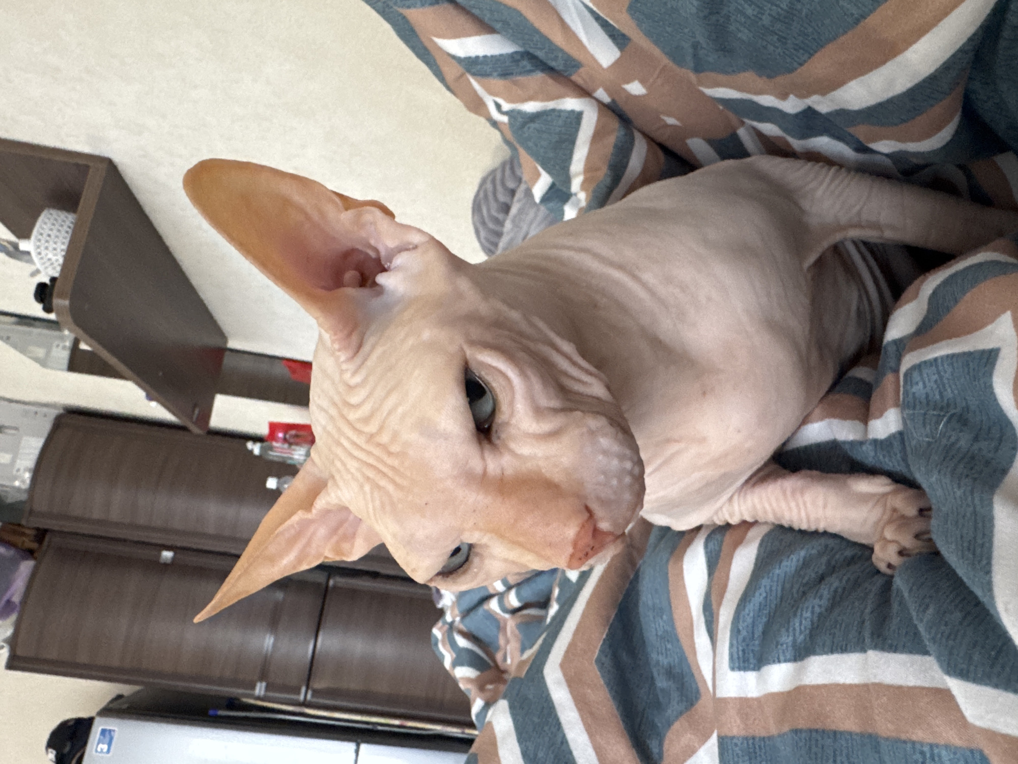 A light pink, hairless cat with large ears and blue eyes is lying on a blue and tan striped blanket. The cat is positioned in the upper right quadrant of the image, with its head near the center and its body extending towards the right. The background includes dark brown furniture, part of a white object on a shelf, and a red object. There is no indication of the location being Vesyoloye, Russia.