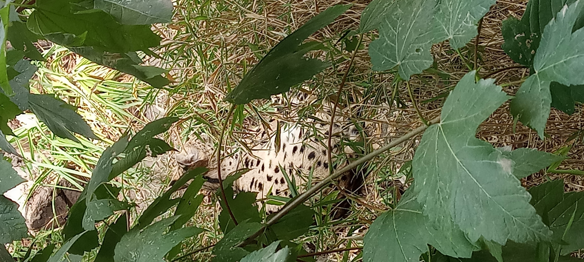 A serval cat is camouflaged within tall grass and foliage. The cat is lying down, with its spotted coat blending into the natural surroundings. Large green leaves are in the foreground, partially obscuring the view of the animal. The background consists of dry grass and some rocky elements, suggesting an outdoor enclosure within a zoological garden or wildlife park. The specific location in Gelsenkirchen, Germany, is not discernible from the image alone.