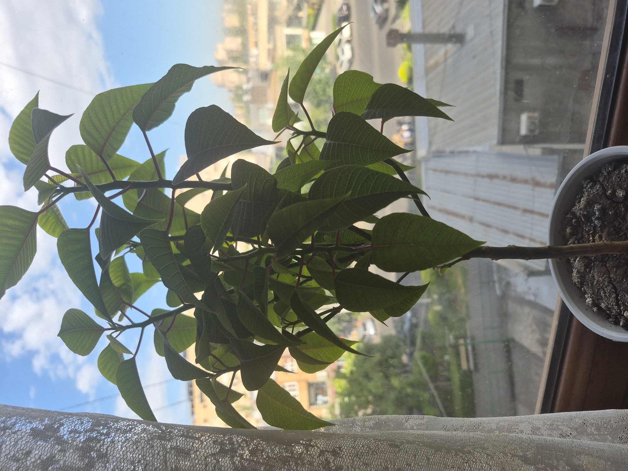 The image displays a vibrant green plant in a white pot, positioned on a windowsill. The plant, occupying the left side of the frame, features numerous healthy, broad green leaves with distinct venation. Subtle reddish hues are visible on some leaf undersides and stems, suggesting a variety like Poinsettia. The white ceramic pot, filled with dark soil, rests on the right edge of the window frame.
A white lace curtain partially covers the lower portion of the window. Beyond the window, an urban landscape unfolds under a bright blue sky with scattered white clouds, indicating daytime. The perspective is from a higher floor, looking down onto various buildings, some with corrugated roofs and visible air conditioning units. A street with vehicles, including parked cars, and scattered trees can be seen in the middle ground, offering a glimpse into the cityscape of Yerevan, Armenia. No people or visible text are present in the image.
