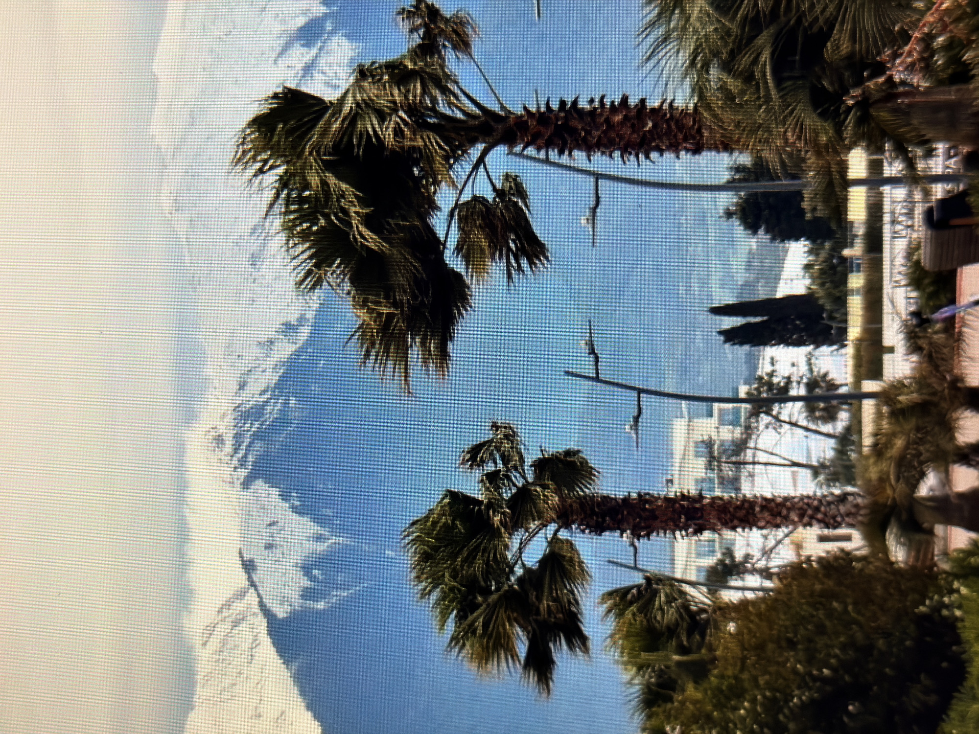 This media file captures a scene with palm trees in the foreground, suggesting a warm climate. In the background, snow-capped mountains are visible, creating a striking contrast. The sky is a clear blue, indicating fair weather. The image is vertically oriented.
The subjects are primarily the palm trees, their fronds appearing lush and green. Behind them, a mountainous landscape is evident, with snow covering the peaks. The presence of buildings and what appear to be streetlights or poles in the mid-ground suggests an urban or semi-urban setting adjacent to a natural landscape.
No specific activity or event is clearly depicted; the image appears to be a landscape photograph. Notable details include the juxtaposition of tropical palm trees with a snowy mountain range, which is an unusual but visually interesting combination. The lighting suggests it is daytime. There is no visible text in the image. The location context provided is Sirius, Russia, which makes the presence of snow-capped mountains understandable, although palm trees in that region would imply a very specific microclimate or a planted area.