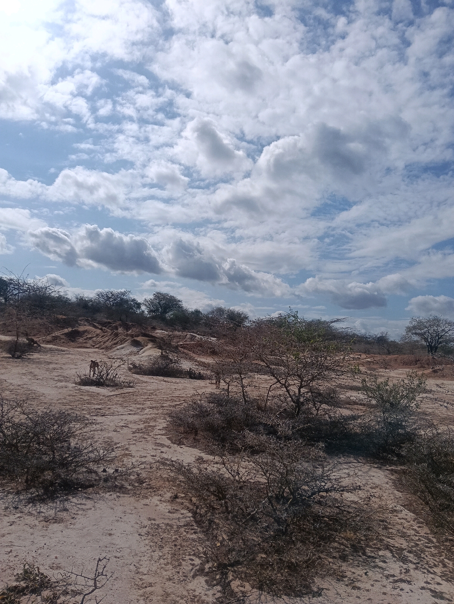 The image depicts a dry, arid landscape under a sky filled with white and gray clouds. The terrain is sandy and appears to be eroded in some areas, with sparse, dry vegetation including thorny bushes and small trees. In the mid-ground, a single animal, appearing to be a gazelle or similar antelope, stands on the dry earth. The environment suggests a natural, undeveloped area, likely a savanna or scrubland, consistent with the arid conditions of Mutitu/Kaliku ward in Kenya.