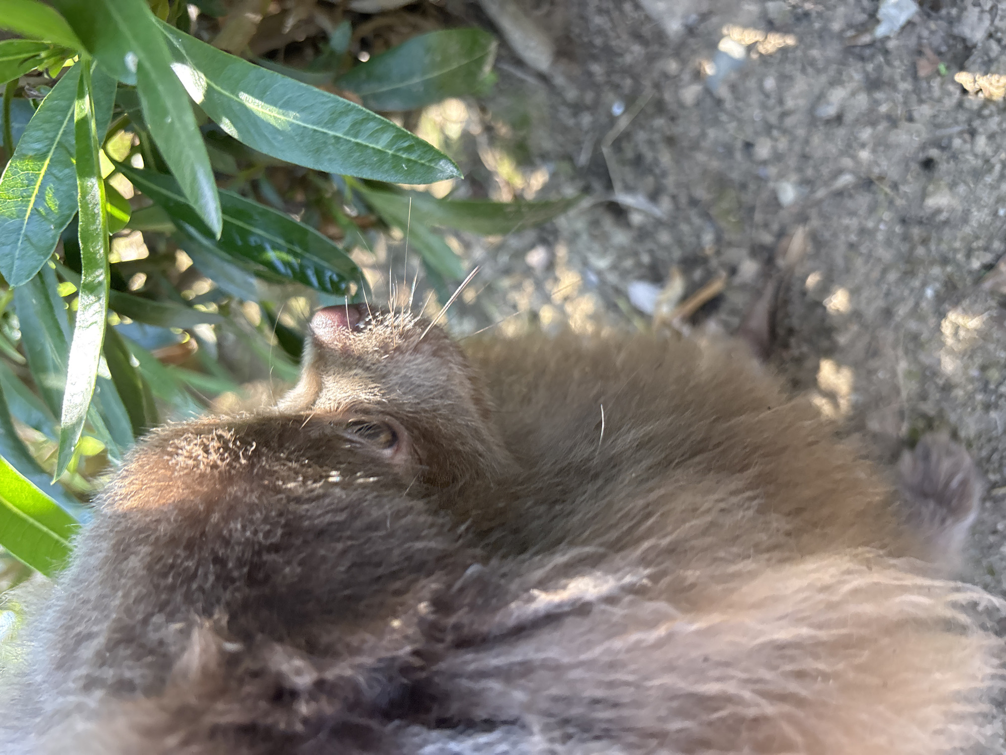 The image shows a close-up, side-profile view of a small, fluffy brown dog's head and upper body. The dog appears to be sniffing or investigating a cluster of green leaves from a nearby bush. The leaves are in sharp focus in the upper right portion of the frame, with sunlight dappling through them. The dog's fur is a light brown, with some lighter, almost pinkish hues catching the light on its head. Its eye is visible, small and dark. The dog's nose is pink and moist. Long, fine whiskers extend from its snout. The background consists of dry, sandy ground with small pebbles and twigs, suggesting an outdoor environment. The lighting indicates it is daytime, with harsh sunlight creating strong contrasts. The image does not provide any specific information or clues to identify the location as Batumi, Georgia, or any other specific city.