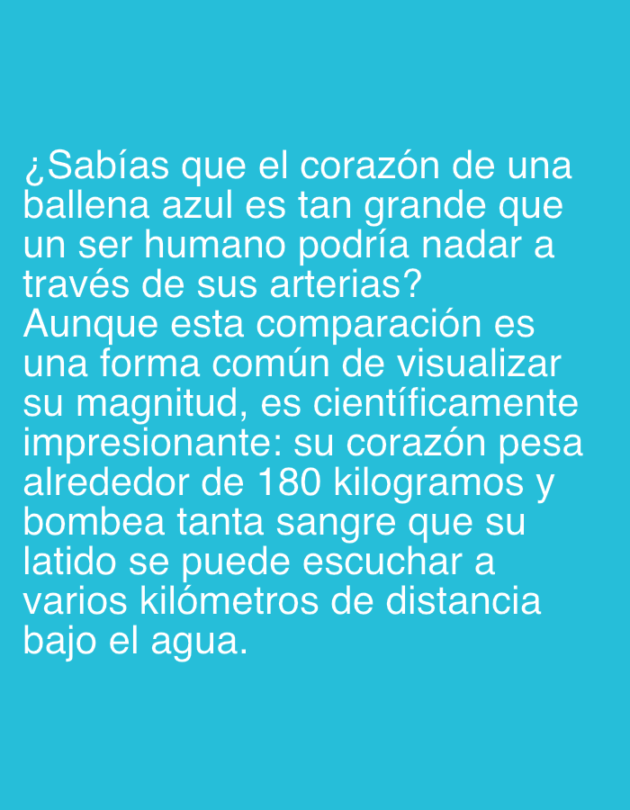 The image displays white text on a solid, bright blue (cyan) background. The content is informative, presenting interesting facts in Spanish.
The text reads:
"¿Sabías que el corazón de una ballena azul es tan grande que un ser humano podría nadar a través de sus arterias? Aunque esta comparación es una forma común de visualizar su magnitud, es científicamente impresionante: su corazón pesa alrededor de 180 kilogramos y bombea tanta sangre que su latido se puede escuchar a varios kilómetros de distancia bajo el agua."
Translated to English, this means:
"Did you know that a blue whale's heart is so big that a human could swim through its arteries? Although this comparison is a common way to visualize its magnitude, it is scientifically impressive: its heart weighs around 180 kilograms and pumps so much blood that its heartbeat can be heard several kilometers away underwater."
The text is presented in a clear, sans-serif font, evenly spaced across the image, suggesting a digital display or an informational graphic. There are no specific people, objects, or a detailed scene depicted beyond the text and its background. The context provided indicates this information might be viewed or displayed in Santa Ana, Venezuela.