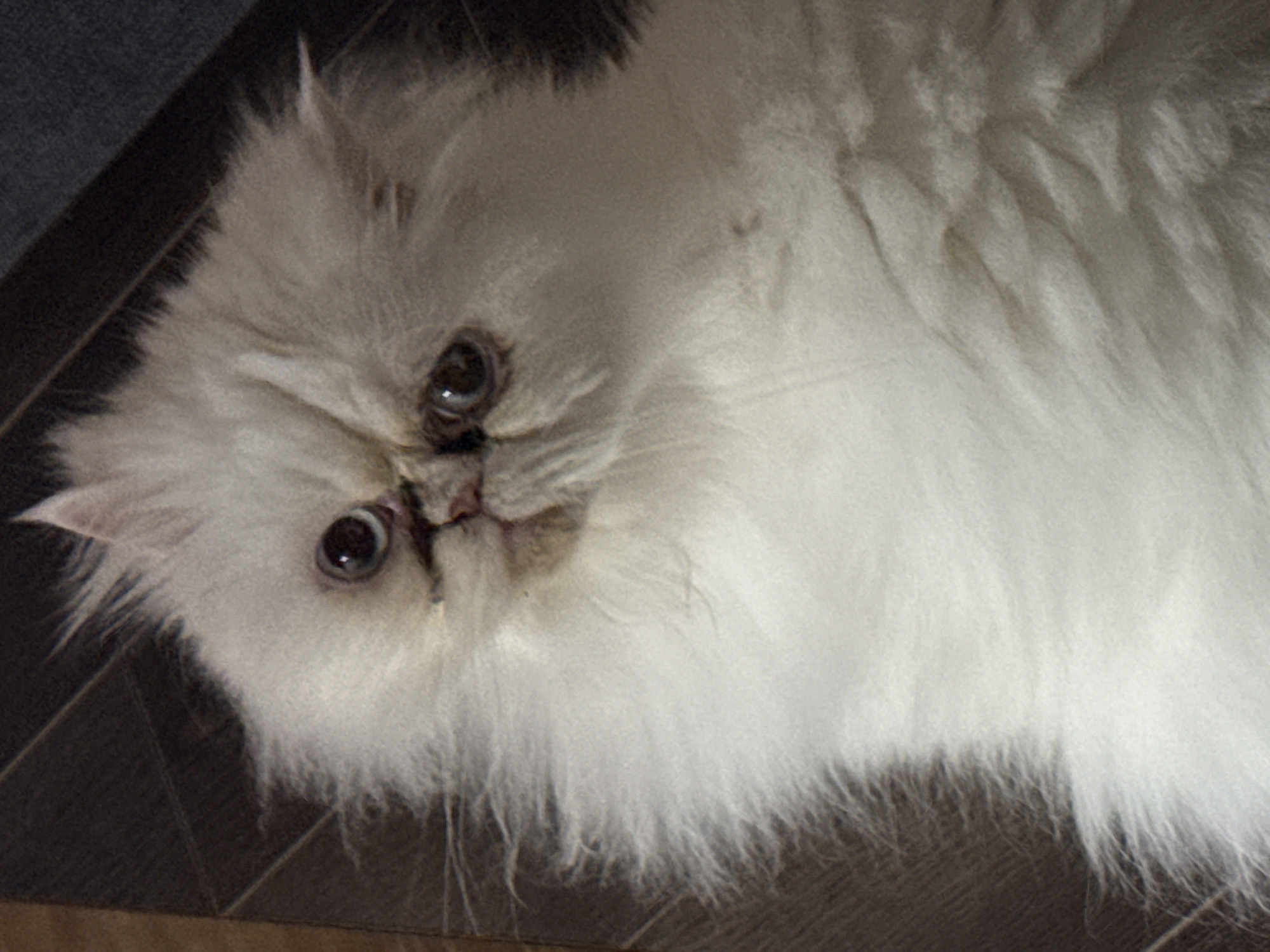 A white, long-haired Persian cat is lying on a wooden floor. The cat's face is close to the camera, and it is looking directly at the viewer with its large, dark eyes. The cat's fur is fluffy and appears to be clean. The wooden floor is dark brown and has a visible grain pattern. The background is slightly out of focus, but it appears to be a neutral-colored wall. There are no people or other animals visible in the image. The lighting in the image is soft, and there are no harsh shadows. The overall impression is one of a peaceful and relaxed domestic scene.