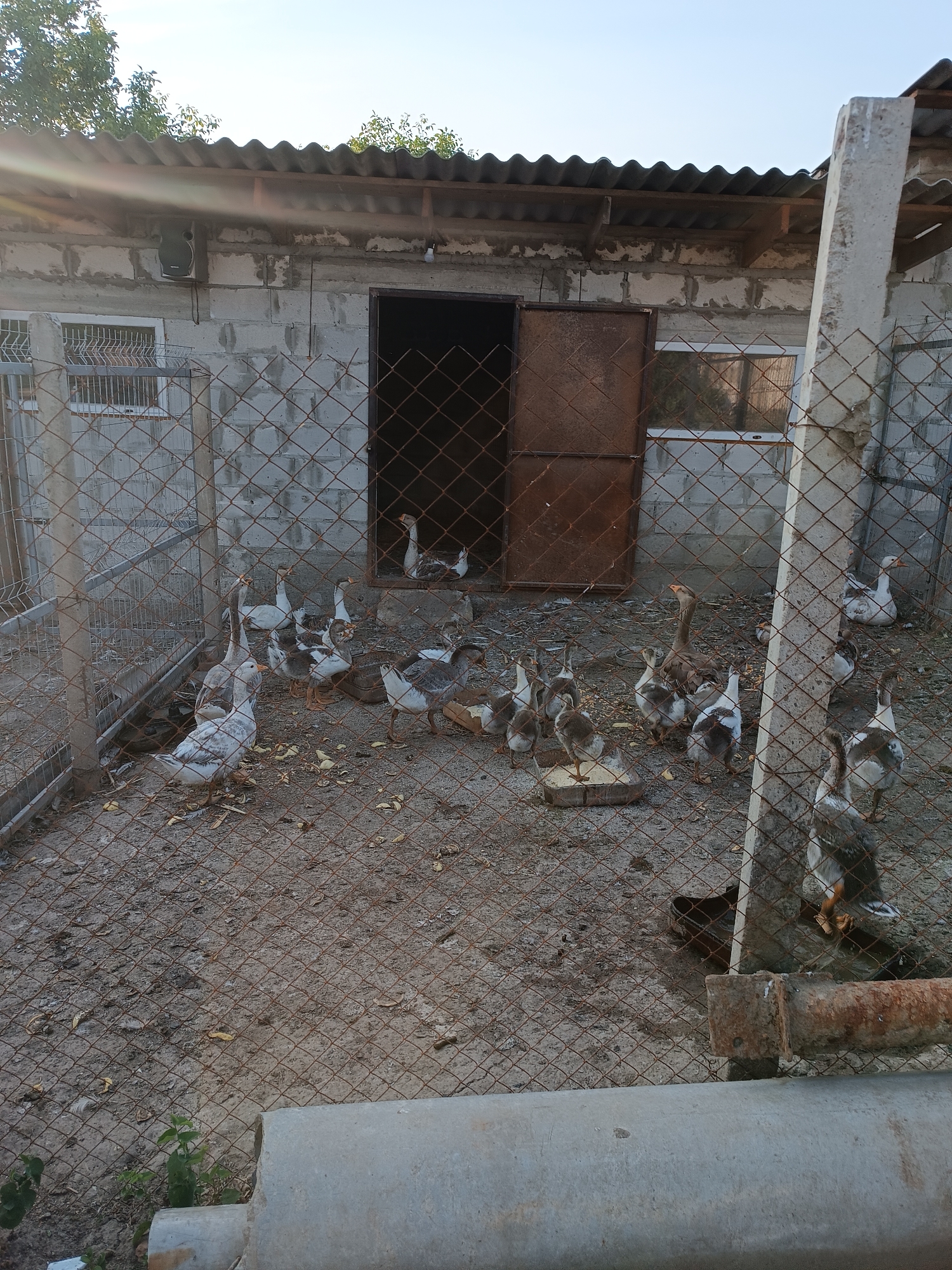 A flock of domestic geese, including adults and goslings, are gathered in a fenced enclosure. The enclosure is adjacent to a cinder block building with a corrugated metal roof. A large, rusty metal door stands open, leading into the building. There is a wire mesh fence in the foreground. The ground within the enclosure is dirt and littered with dry leaves and some scattered food. Several geese are standing, while others are either sitting or pecking at the ground. The scene appears to be set outdoors during daylight, possibly late afternoon or early evening, given the angle of the sunlight. The sky is clear and blue. The location is identified as Leușeni, Moldova. There is no visible text in the image.