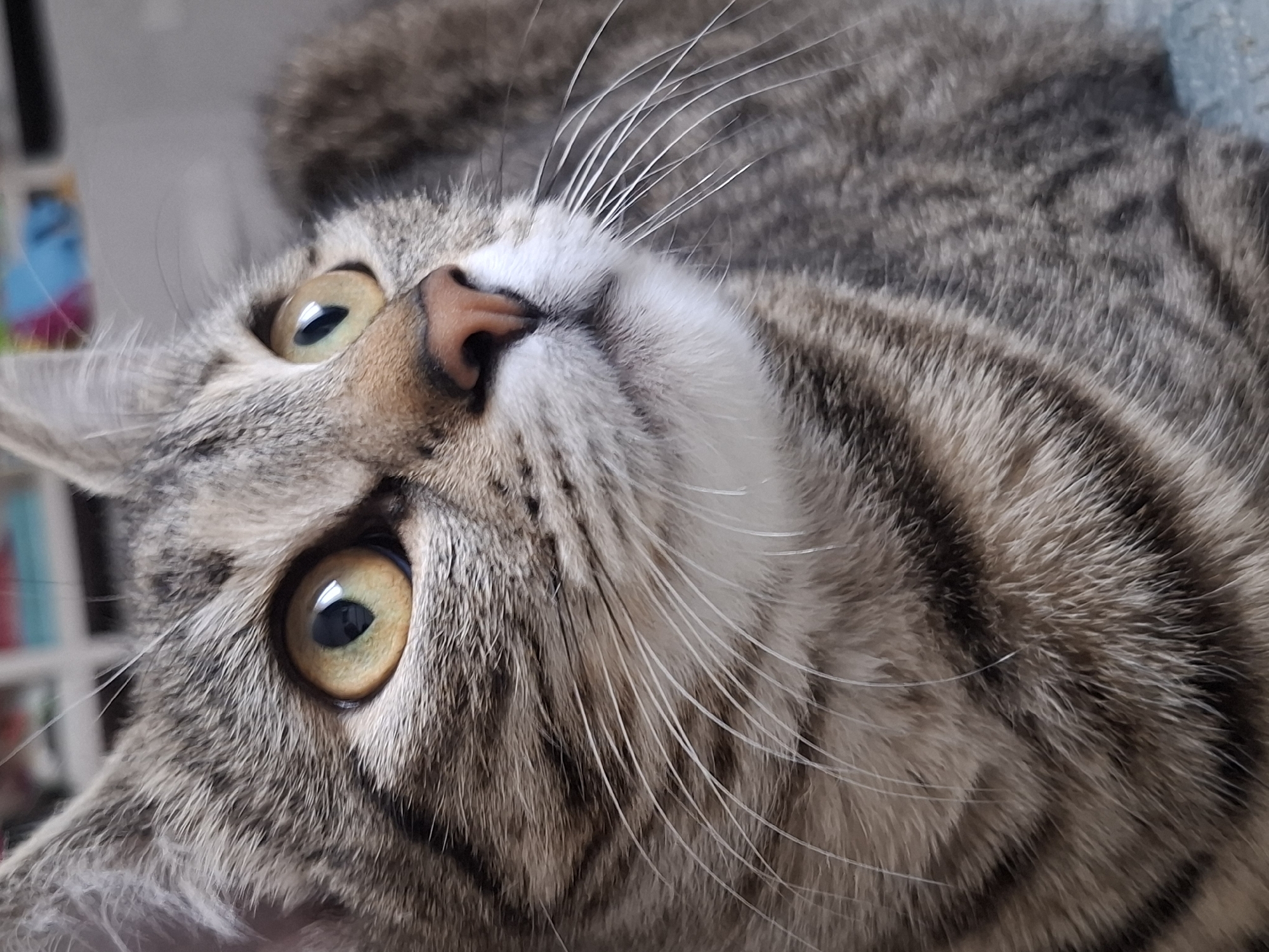 A close-up, eye-level, medium shot shows the face of a tabby cat looking upwards and to the right. The cat's fur is a mix of gray, brown, and black stripes. Its eyes are large and amber, with black pupils. The cat's nose is pink, and its whiskers are long and white. The background is blurred, but appears to be an indoor setting with shelves filled with books and objects. There is no indication of the city of Homyel, Belarus, or any other specific location.