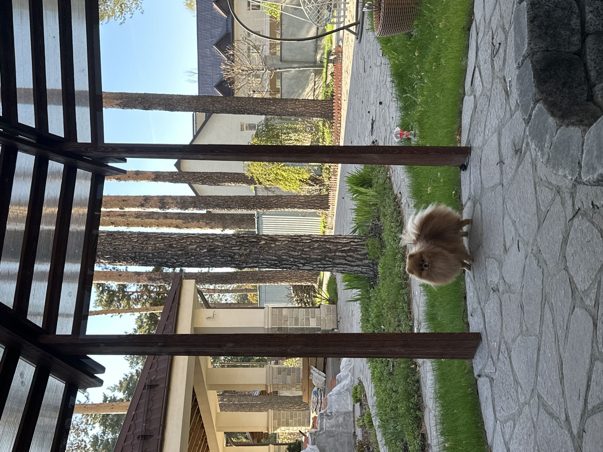 The image shows a residential outdoor area. A small, fluffy, tan-colored dog is standing on a gray stone patio. The patio is bordered by green grass. A wooden pergola structure is visible above and to the left. Beyond the patio, there are trees and houses. The sky is visible through the pergola. The location is Unknown, Unknown.