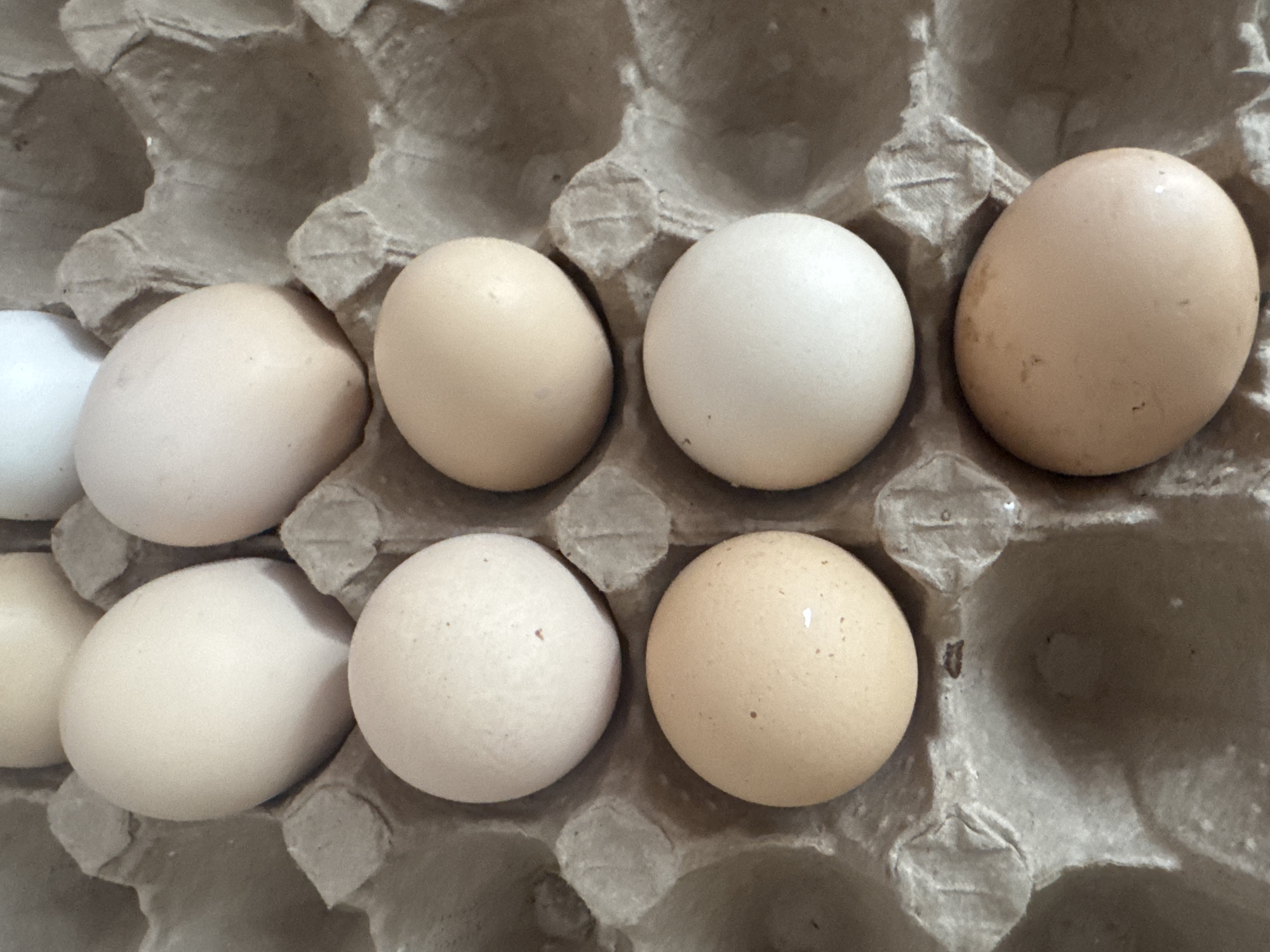 The image displays a close-up, overhead view of eight chicken eggs arranged in a gray, molded cardboard egg carton. The eggs vary in color, ranging from bright white to light beige and pale brown, with some exhibiting small, natural specks or spots on their shells. They are nestled into individual depressions within the carton, which has the characteristic fibrous texture of recycled paper pulp. Portions of the carton are empty, indicating that it is not fully stocked. No people or activities are visible, presenting a still-life composition focused solely on the eggs and their container. The lighting appears even, suggesting an indoor setting without specific time-of-day cues. There is no discernible text present in the image. This scene is provided with the context of being from Krasnodar, Russia.