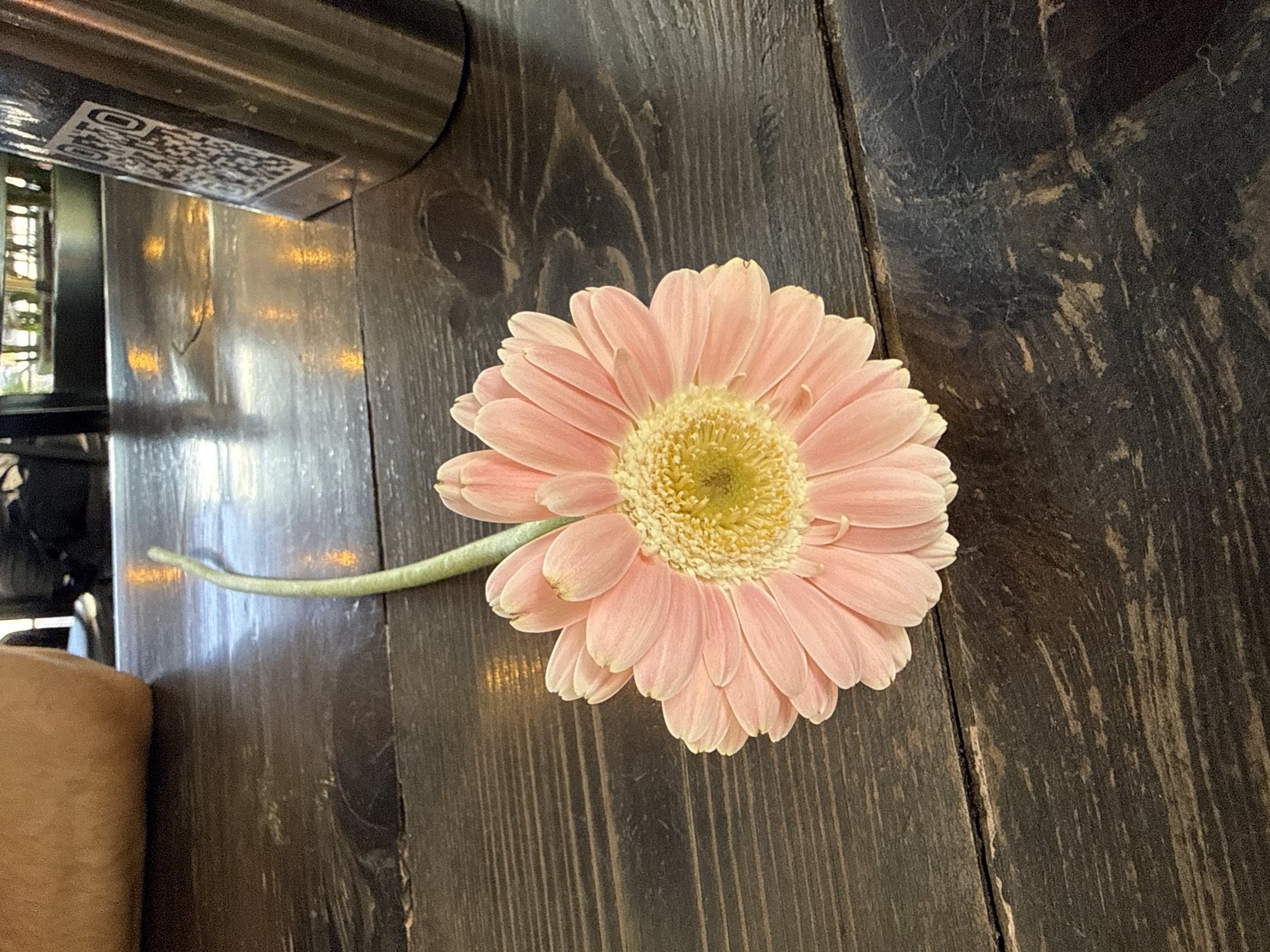 A pink gerbera daisy lies on a dark brown wooden table in a vertical, medium shot. The flower is positioned slightly off-center to the right. Its stem extends towards the left, partially obscured by the edge of the table. In the upper left corner, a metallic object with a QR code is visible. A person's tan-colored shoulder is seen in the lower-left corner. The lighting creates reflections on the table surface. The location is San Andrés Cholula, Mexico.