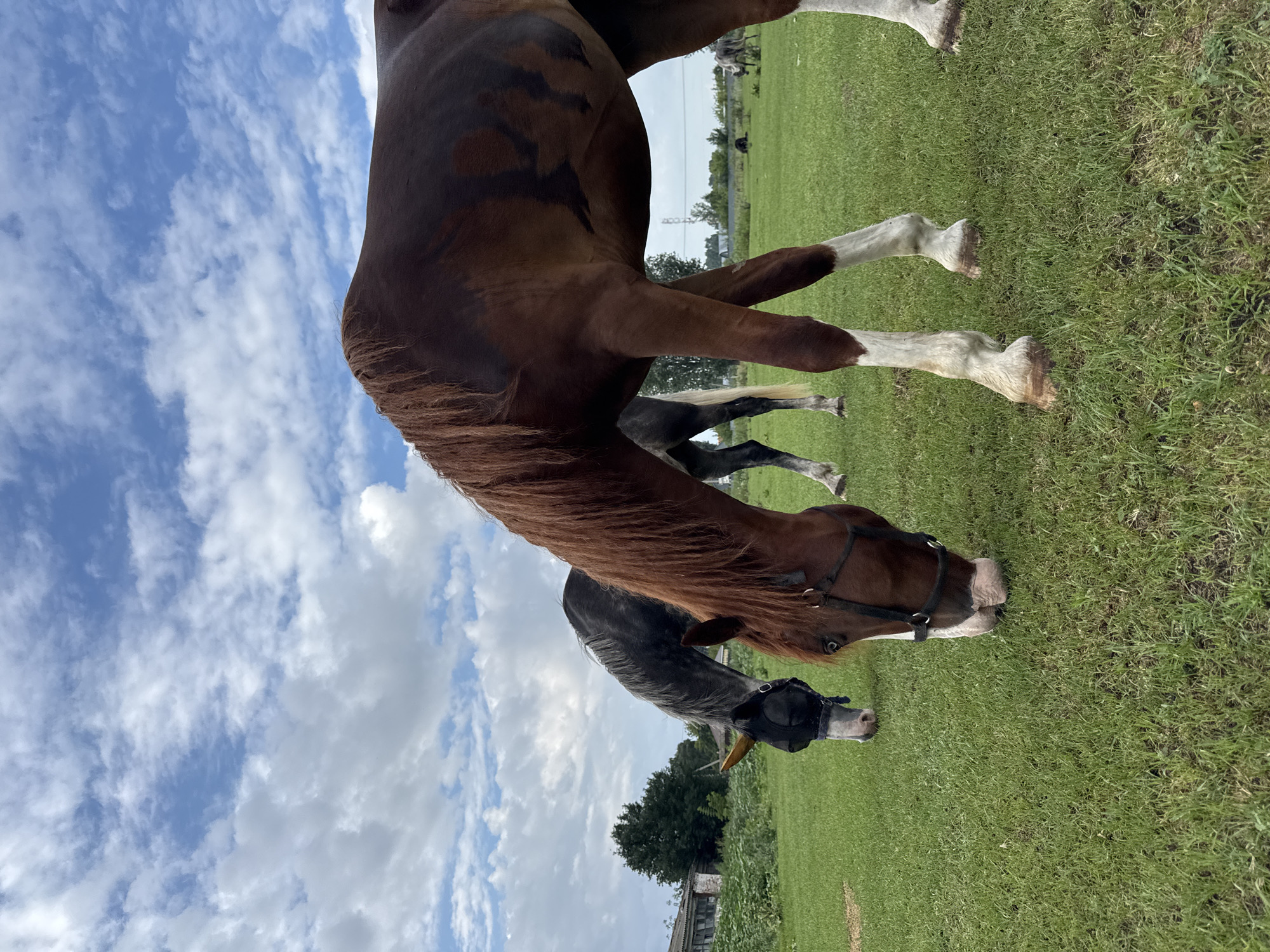 Two horses are grazing in a grassy field under a cloudy sky. The horse in the foreground is a dark brown color with white markings on its legs and a brown mane. It is wearing a bridle. The horse in the background is a darker gray color and is also grazing. The field appears to be in a rural area, with a few buildings and trees visible in the distance. There are no people visible in the image. The image was taken in the city of Yagodnoye, Russia.