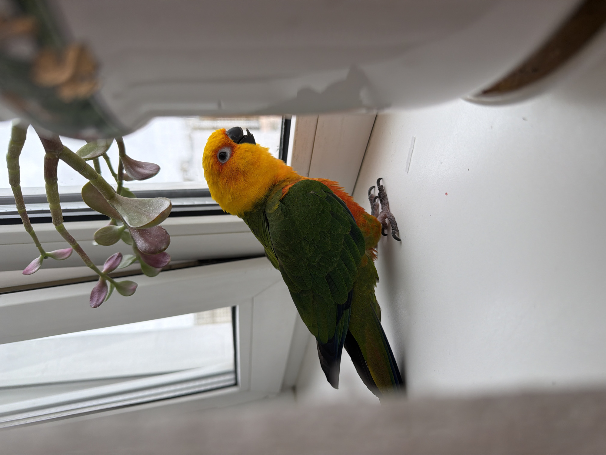 A vibrant, small parrot perches on a white wall next to a window. The parrot has yellow head plumage, orange upper back plumage and green body feathers. The wall is a stark white, contrasting with the parrot's colorful plumage. A houseplant with pale green and purple leaves hangs from the window frame, providing a touch of nature in the indoor setting. The window reveals a blurred cityscape. Based on the presence of this image in the Khimki geolocation dataset, the location is Khimki, Russia.