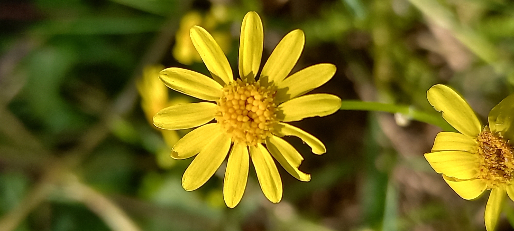 A macro photograph depicts a single, vivid yellow flower, consistent with the Asteraceae family (e.g., daisy or coreopsis type), positioned centrally in the frame. The flower features approximately nine to ten bright yellow ray florets radiating from a densely packed, raised disc of smaller yellow disc florets. One ray floret on the lower-left side exhibits a distinct 'U'-shaped indentation, indicative of damage or consumption. The flower is supported by a slender green stem extending downwards. The background is rendered in a soft, out-of-focus bokeh effect, presenting a blend of various green hues from foliage and blurred yellow shapes, likely other flowers. A partial, out-of-focus yellow flower is visible in the lower foreground. The lighting suggests natural daylight conditions. The scene is located in the city of Unknown, Unknown.