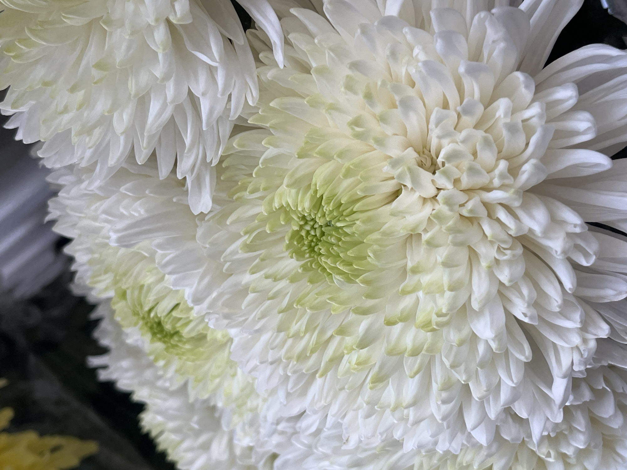 The image shows a close-up view of white chrysanthemums. The petals are layered and appear delicate, with a pale green center on some of the blooms. The lighting is soft, highlighting the textures and curves of the flowers. The background is dark and out of focus, making the flowers the sole subject of the image. No location in a city is discernible from the image.