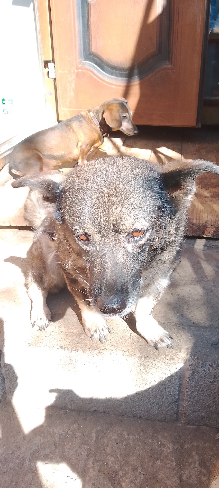 The image captures an outdoor scene likely in Belgorod, Russia, where two dogs are present. In the foreground, a medium-sized dog with gray and brown fur is sitting down, looking directly at the camera with its amber eyes. Its ears are perked up. The dog is positioned on a concrete surface with a shadow cast by sunlight. In the background, a smaller Dachshund with brown fur is lying down in front of a wooden door. The door appears to be part of a building. The ground in the background is made of wooden planks. The lighting suggests it is daytime, with strong sunlight creating harsh shadows.