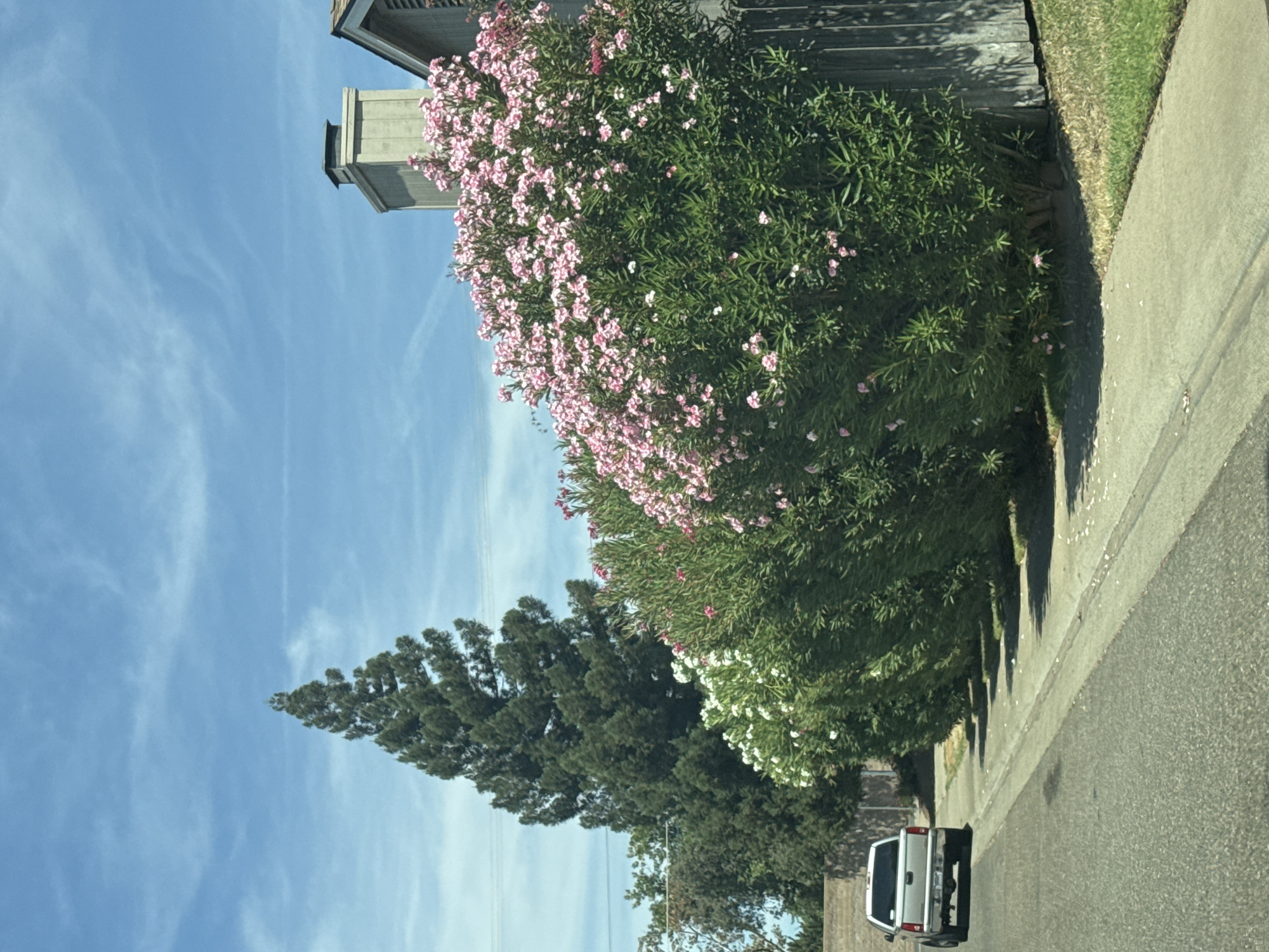 The image shows a street in Citrus Heights, California. A silver pickup truck is parked on the side of the road. To the right of the truck is a sidewalk lined with flowering bushes and a tall evergreen tree in the background. A residential house with a chimney is visible behind the bushes. The sky is blue with scattered white clouds. The overall scene depicts a sunny day in a suburban neighborhood.
