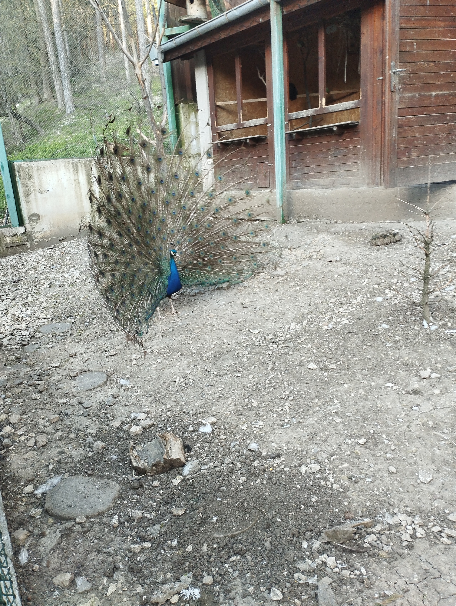 A peacock displays its tail feathers near a wooden building in a gravel-covered area. The setting is partially shaded, with a glimpse of trees through a fence in the background. A small, bare tree is visible to the right of the peacock. The location is Unknown, Unknown.