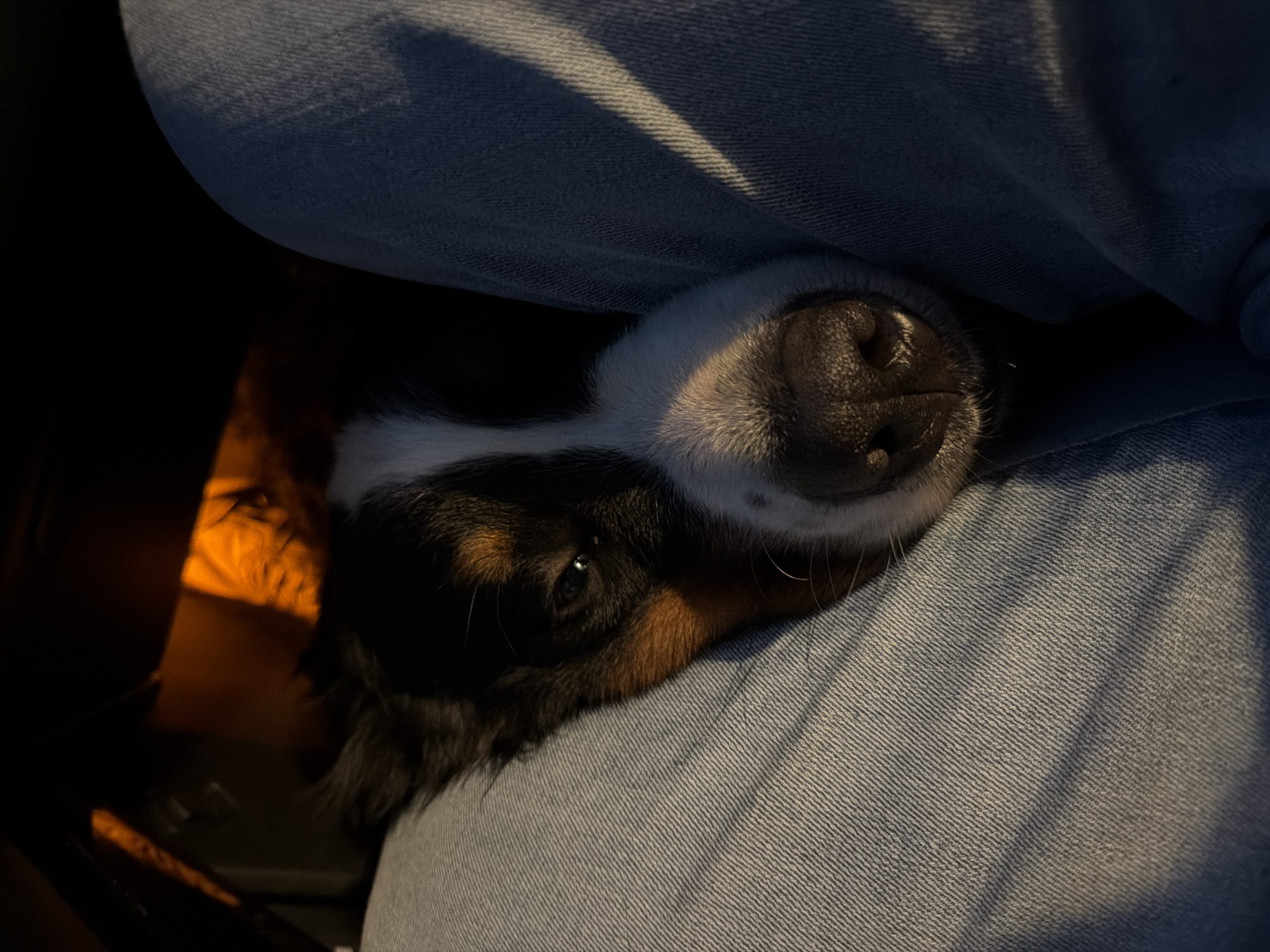 A Bernese Mountain Dog lies nestled in the lap of a person wearing blue jeans. The dog's head is resting on the person's leg, and its eyes are partially closed. Sunlight streams in from the right side of the image, casting shadows across the dog and the jeans. The background is dark and out of focus, but appears to be the interior of a vehicle. The scene suggests a moment of rest or travel, possibly in a car. The location is specified as Nakhabino, Russia.