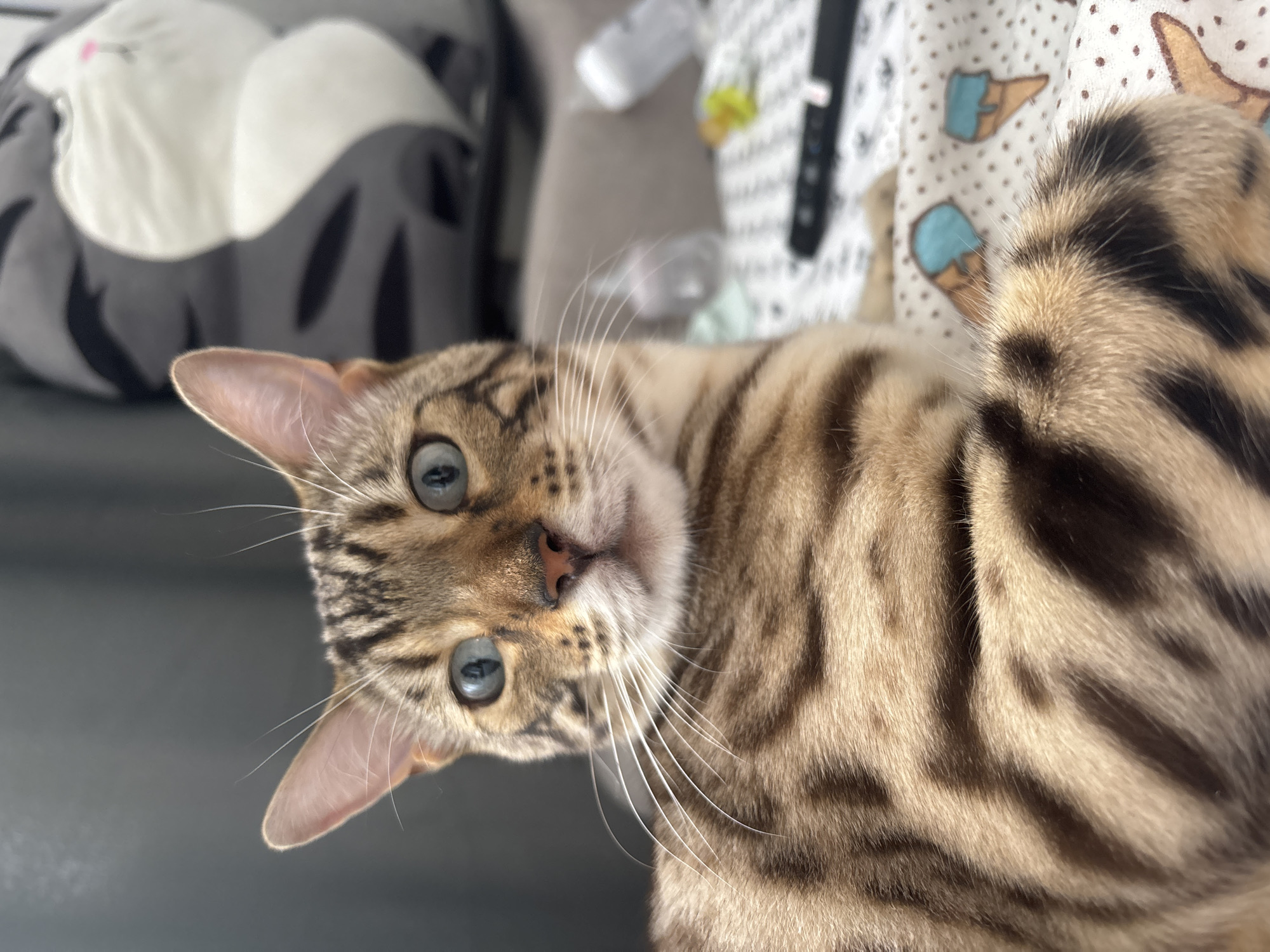A Bengal cat with striking blue eyes and distinctive brown spots is the central focus of this close-up image. The cat is lying down, with its head turned towards the camera. Its fur displays the characteristic rosettes of the Bengal breed. In the background, a blurred gray object resembling a stuffed animal with black stripes and a white face can be seen. The cat is lying on a white patterned blanket adorned with images of ice cream cones. To the right, out of focus, are several objects including a white bottle, a yellow object, and a black remote control. The scene appears to be indoors, possibly in a domestic setting. The photograph does not provide any specific information about the city of Noviy, Russia.