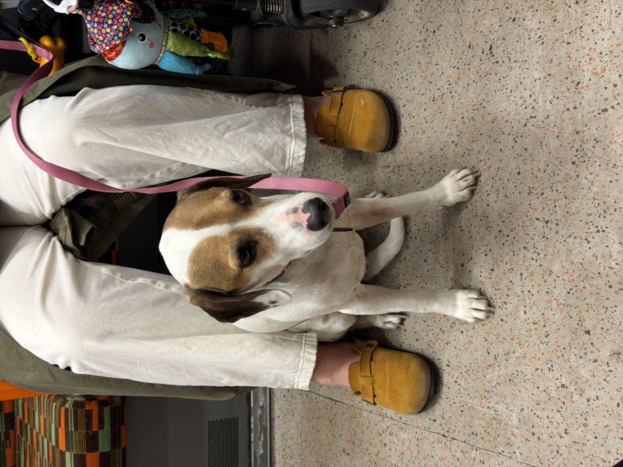 The image presents a ground-level perspective of a white and brown short-haired dog sitting attentively beside a person's legs in an indoor setting. The dog, wearing a pink collar and leash, is looking up towards the person, revealing its dark eyes and a pink nose with dark patches. Its front paws rest on the speckled floor.
The person is wearing loose-fitting white trousers and distinct yellow clogs or mules. An olive-green garment is visible draped over their lap or legs. To the left of the person's leg and behind the dog, a colourful plush toy, resembling a whimsical sea creature, and a yellow bone-shaped object are visible, suggesting the presence of dog toys or possibly a child's belongings. Parts of a dark, possibly metallic, structure are also seen in the upper background.
The floor is a light-coloured, terrazzo-like surface, featuring numerous small, irregular flecks of grey, orange, and darker hues. On the far left, a multi-coloured, patterned cushion or seat is partially visible. The lighting is bright and even, consistent with an indoor environment. The scene depicts a quiet moment of companionship, potentially in a public or semi-public space in London, United Kingdom. No discernible text is visible within the image.