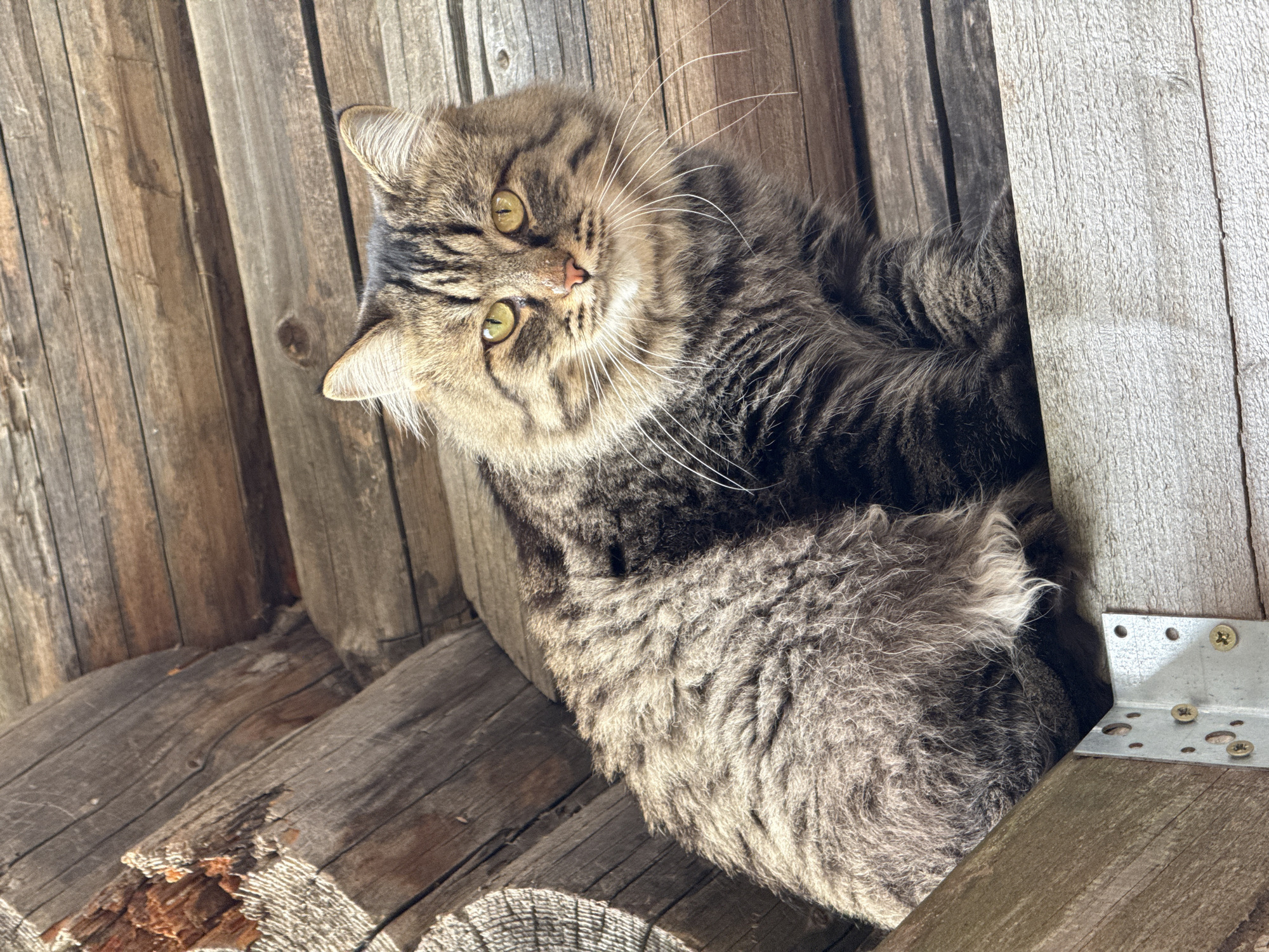 A medium shot shows a tabby cat lying on a weathered wooden surface. The cat has long fur with brown and gray stripes, green eyes, and white whiskers. It is positioned diagonally, with its head tilted upward and to the left. A metal bracket with screws is visible on the wooden surface to the right of the cat. The wooden surface appears to be part of an outdoor structure or wall, with various boards and textures visible. The lighting is bright and highlights the details of the wood and the cat's fur. The location is not identifiable within the city of Rosstani, Russia.