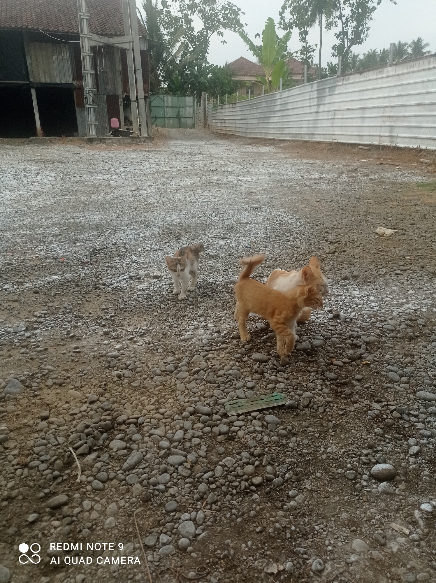 Two cats are in the foreground of this outdoor scene. One cat is ginger and white, with its tail raised, and is standing. The other cat is ginger and is partially behind the first cat, with its head turned to the side. The ground is covered with small, grey stones. In the background, there is a long, white corrugated metal fence. To the left of the fence, there is a building with a brown tiled roof and corrugated metal walls. Trees are visible behind the fence and near the building. The overall environment appears to be a rural or semi-developed area.